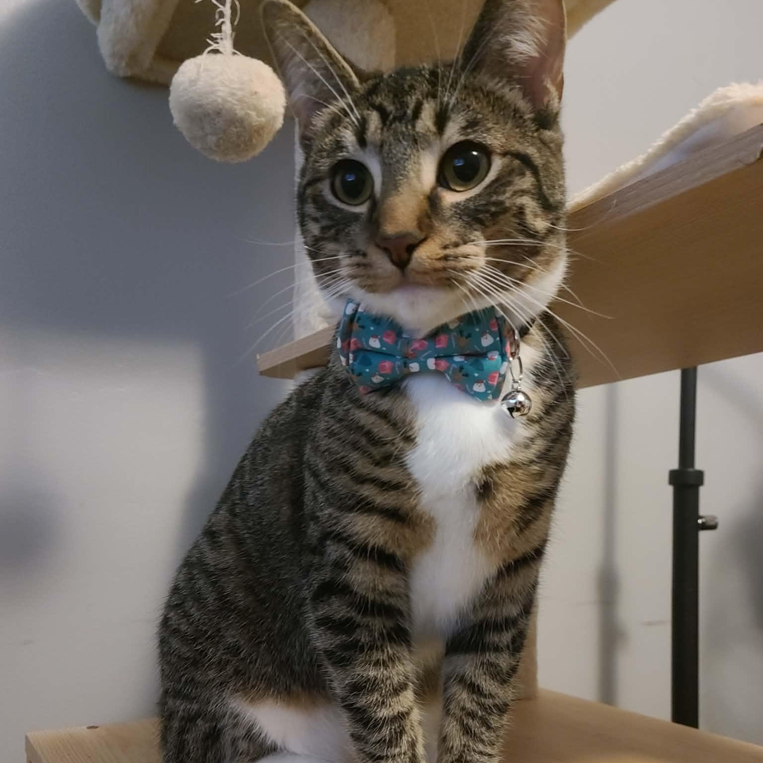 Malachor, a Adoptable Domestic Short Hair in Royal Oak, MI image 2/6