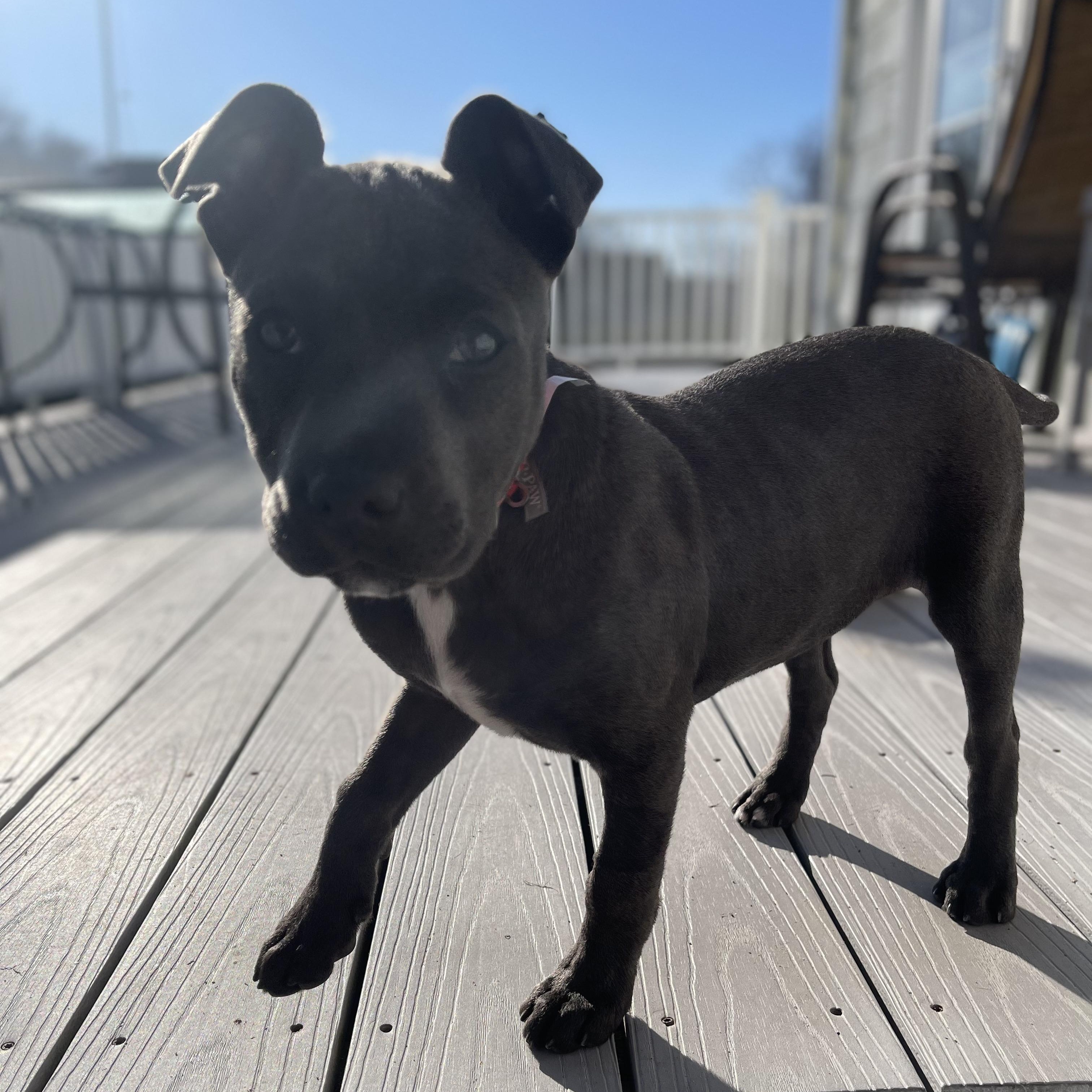 Mochi, an adopted mixed breed in Cumberland, RI image 4/6