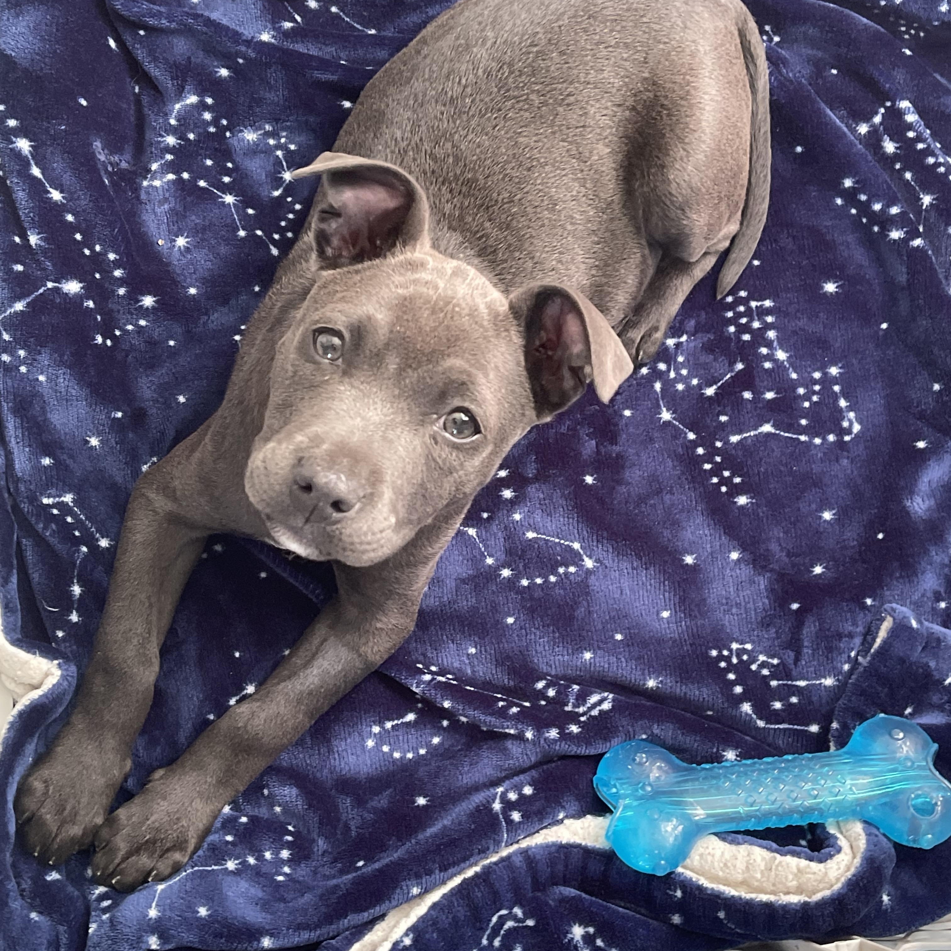 Mochi, an adopted mixed breed in Cumberland, RI image 6/6