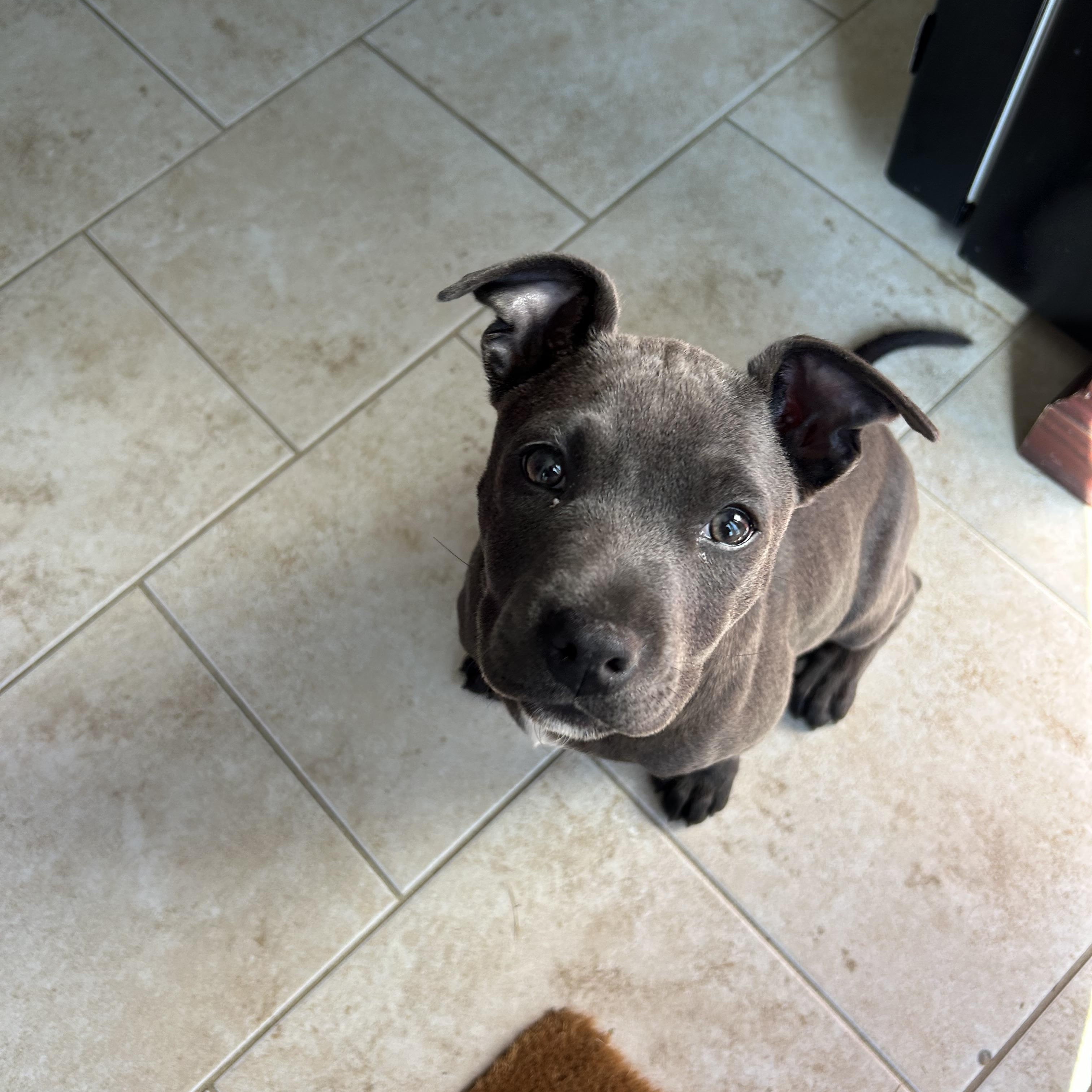 Mochi, an adopted mixed breed in Cumberland, RI image 3/6