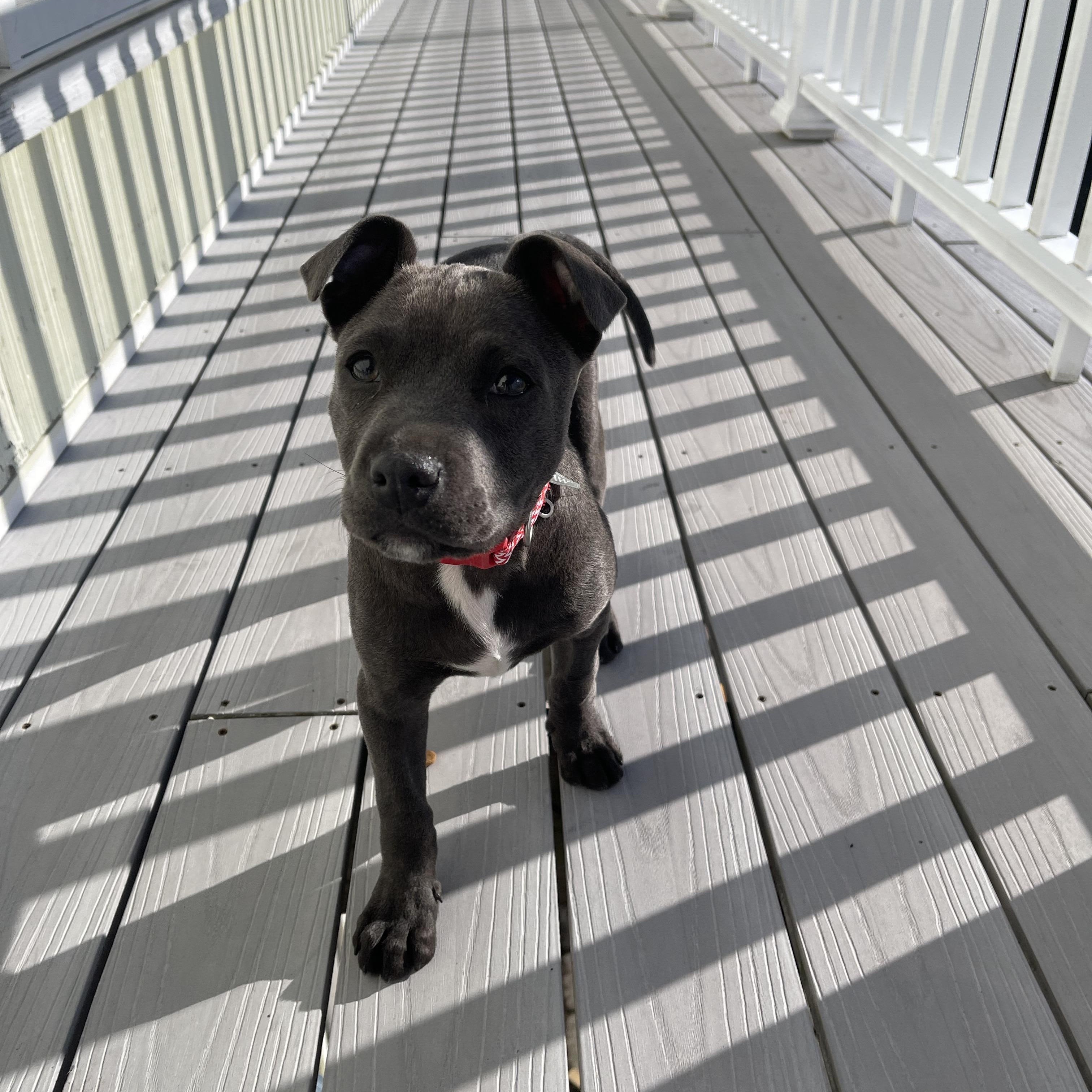 Mochi, an adopted mixed breed in Cumberland, RI image 2/6