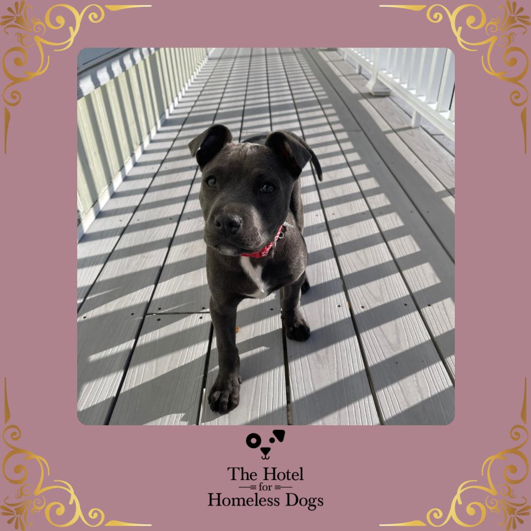 Mochi, adopted, Puppy Female Labrador Retriever & Terrier.