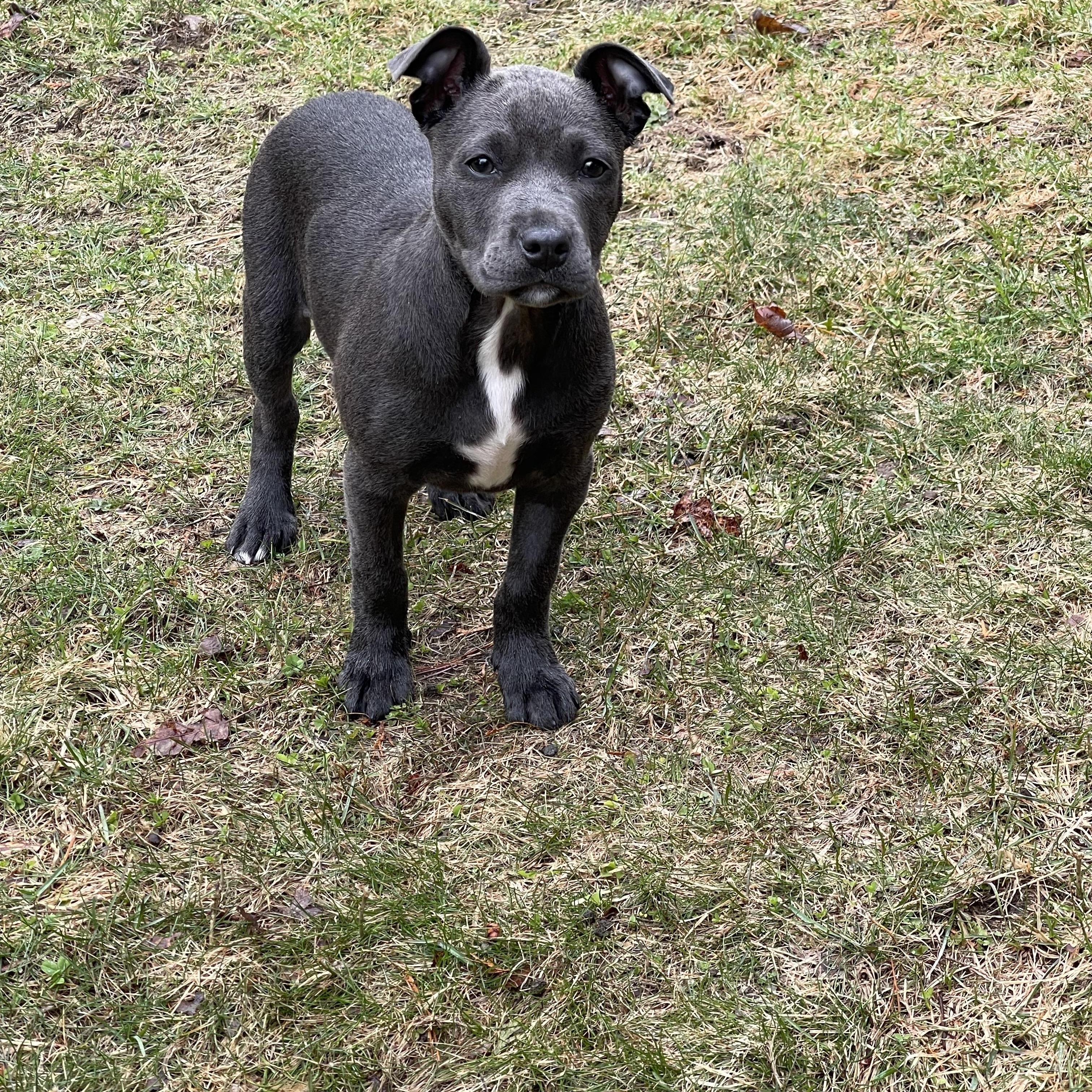 Mochi, an adopted mixed breed in Cumberland, RI image 5/6