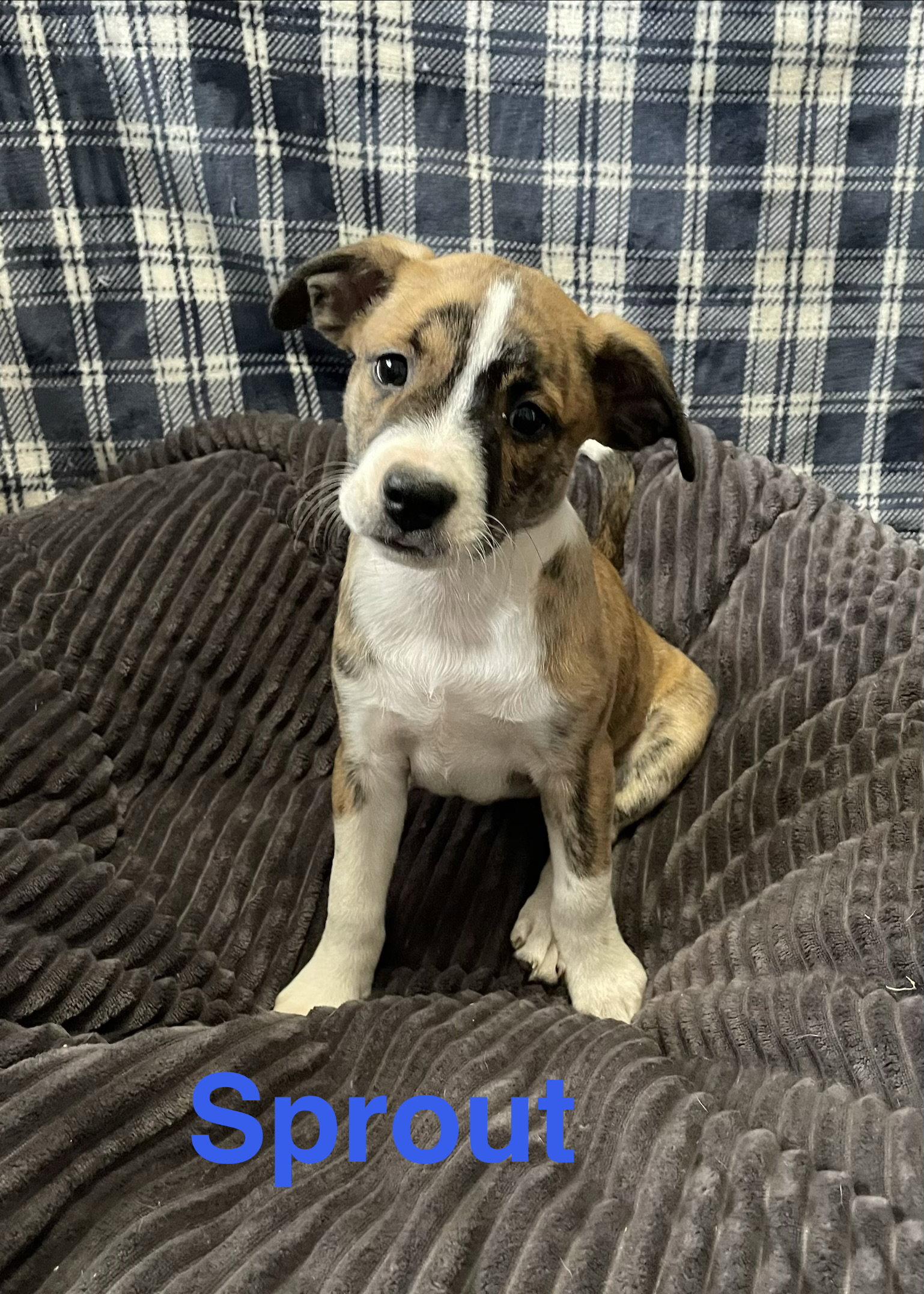 Sprout, Adopted, Puppy Male Terrier.