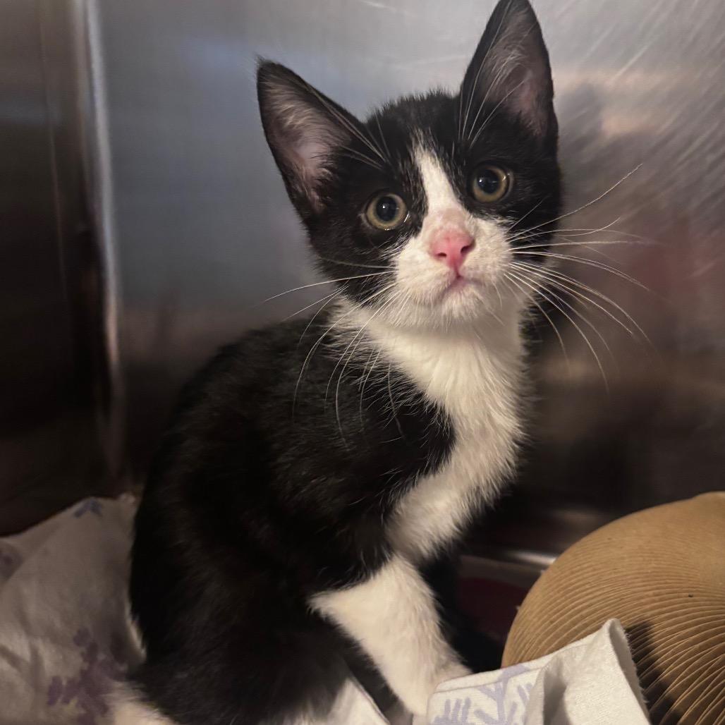 Toffee Nut, Adoptable, Kitten Male Domestic Short Hair.