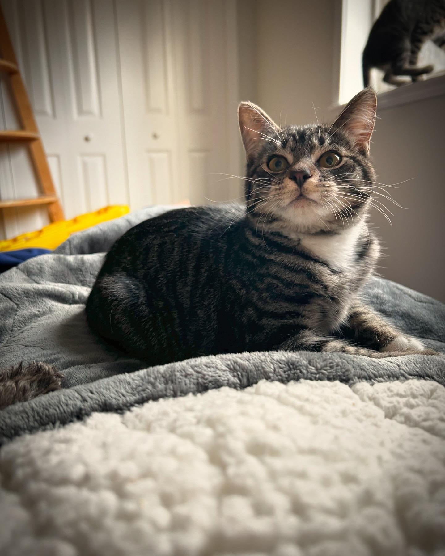 Yoko, a Adoptable Domestic Short Hair in Courtenay, BC image 4/5