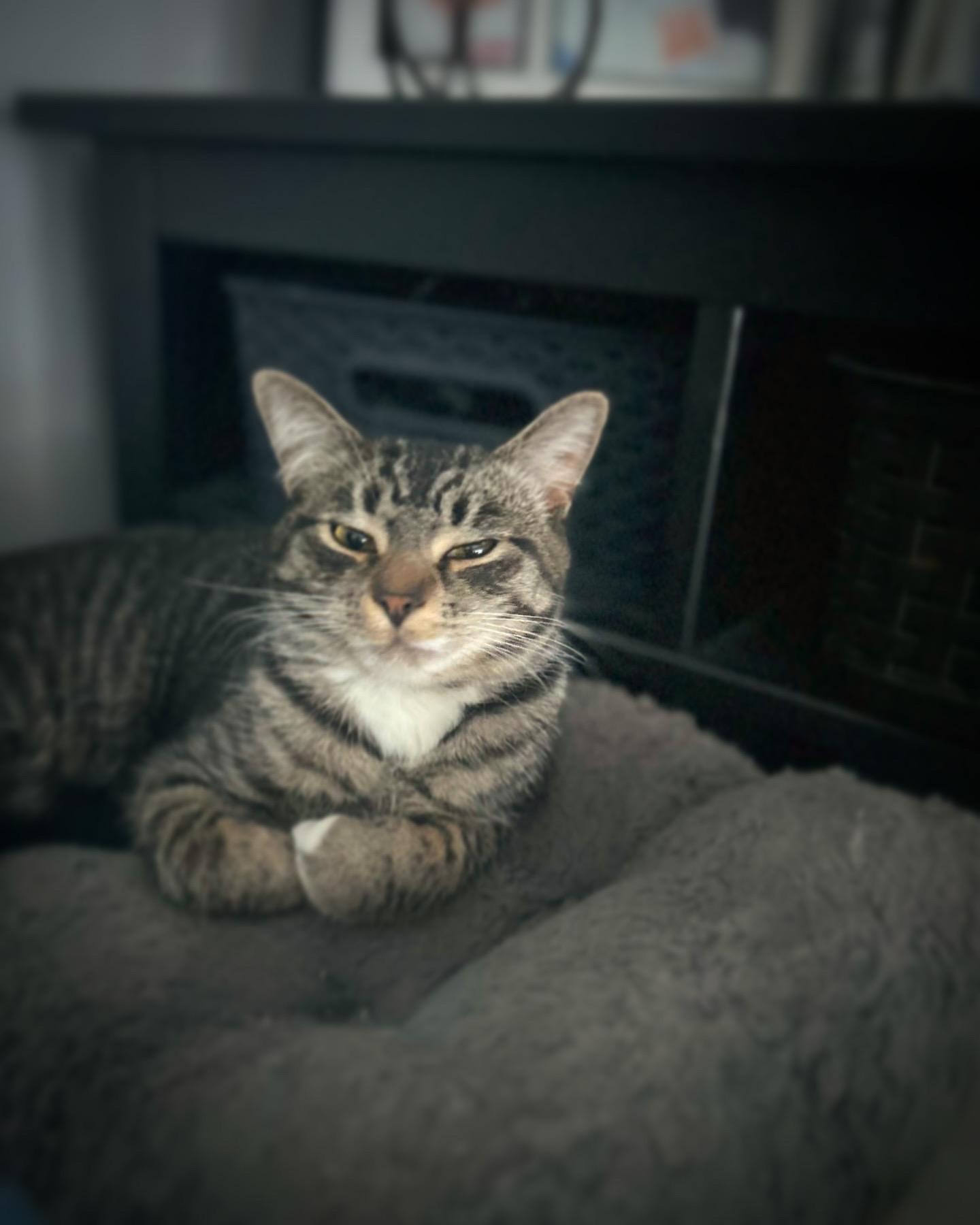 Yoko, a Adoptable Domestic Short Hair in Courtenay, BC image 2/5