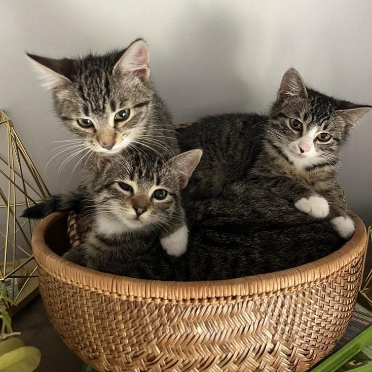 Yoko, a Adoptable Domestic Short Hair in Courtenay, BC image 3/5