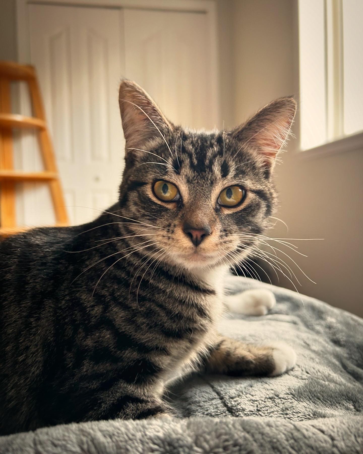 Yoko, a Adoptable Domestic Short Hair in Courtenay, BC image 1/5