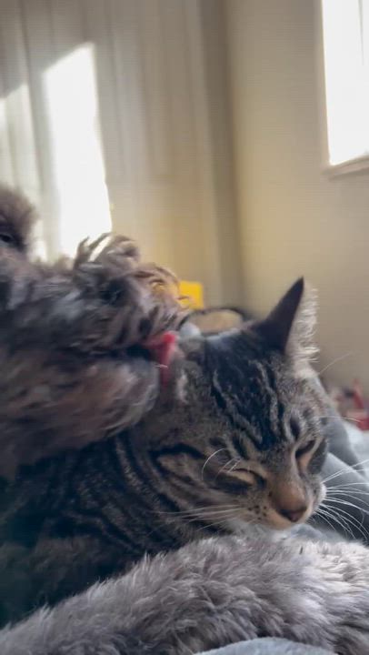 Enlarge Yoko, a Adoptable Domestic Short Hair in Courtenay, BC video 5/5