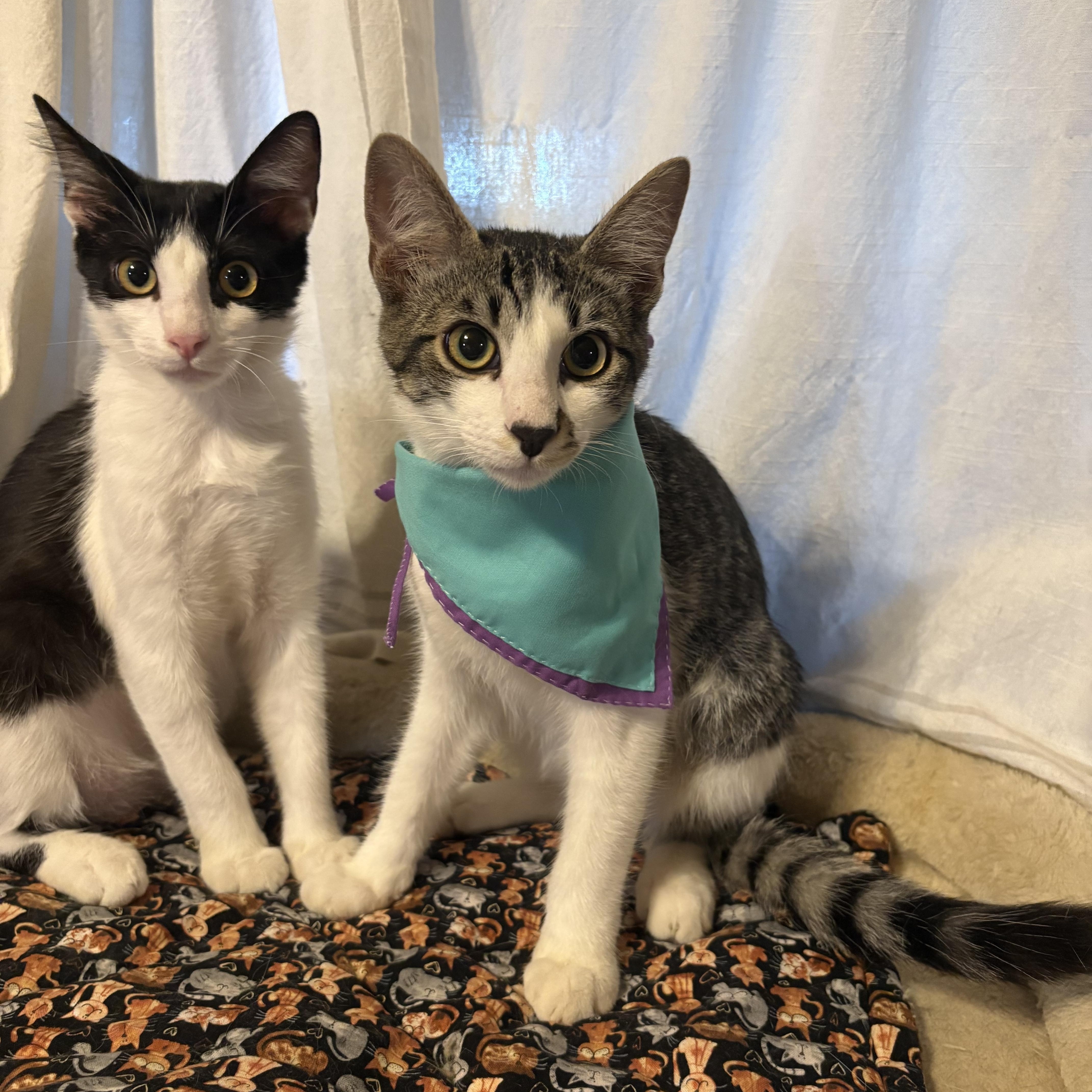 Bisque & Gazpacho - Bonded Siblings, a ADOPTABLE Domestic Short Hair in La Canada, CA image 3/6