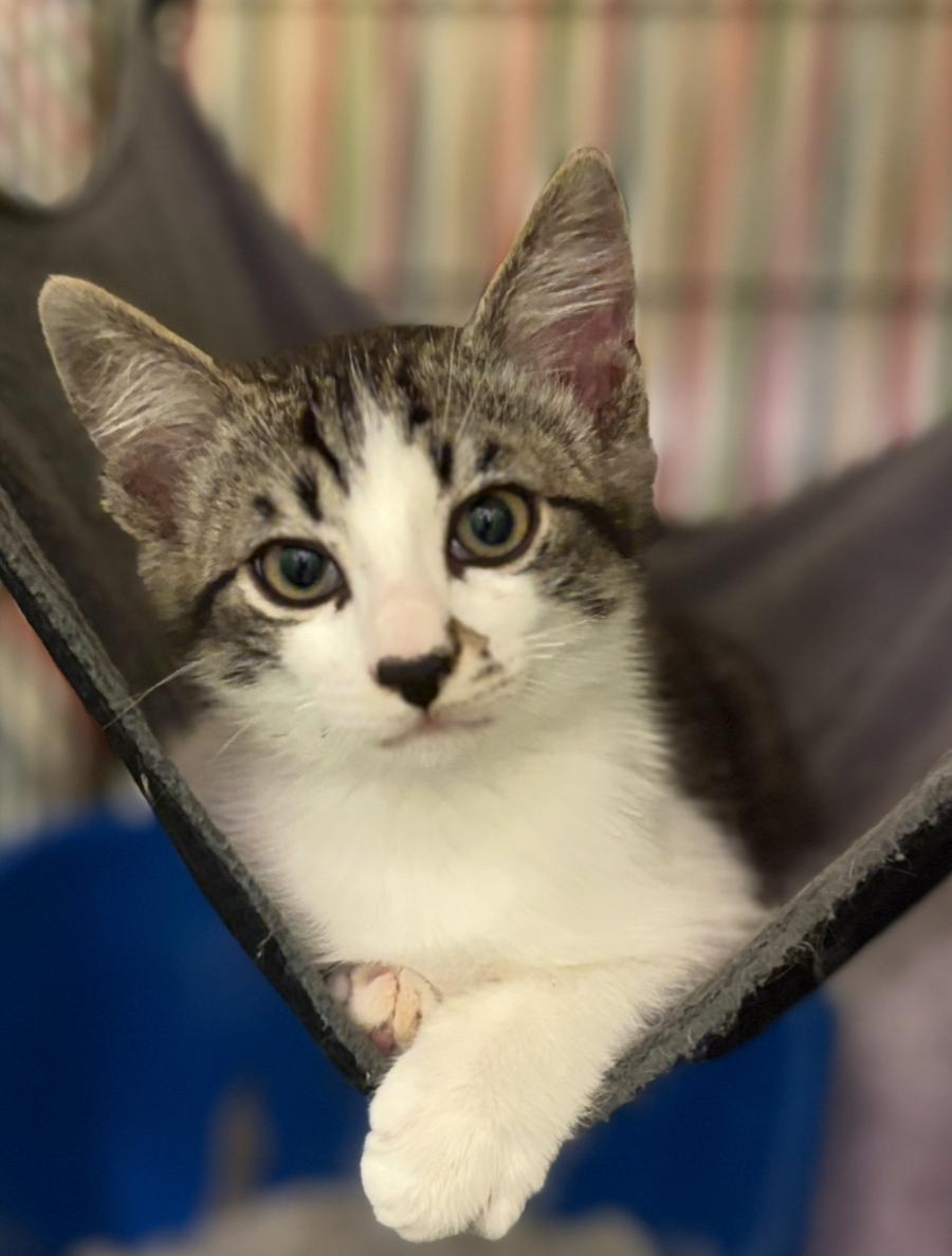 Enlarge Bisque & Gazpacho - Bonded Pair, a ADOPTABLE Domestic Short Hair in La Canada, CA image 2/2