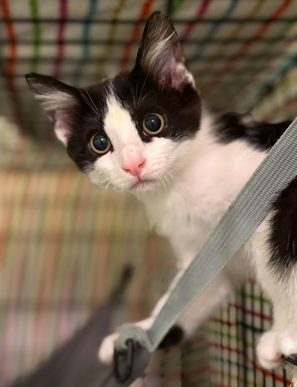 Bisque & Gazpacho - Bonded Pair, ADOPTABLE, Kitten Female Domestic Short Hair.
