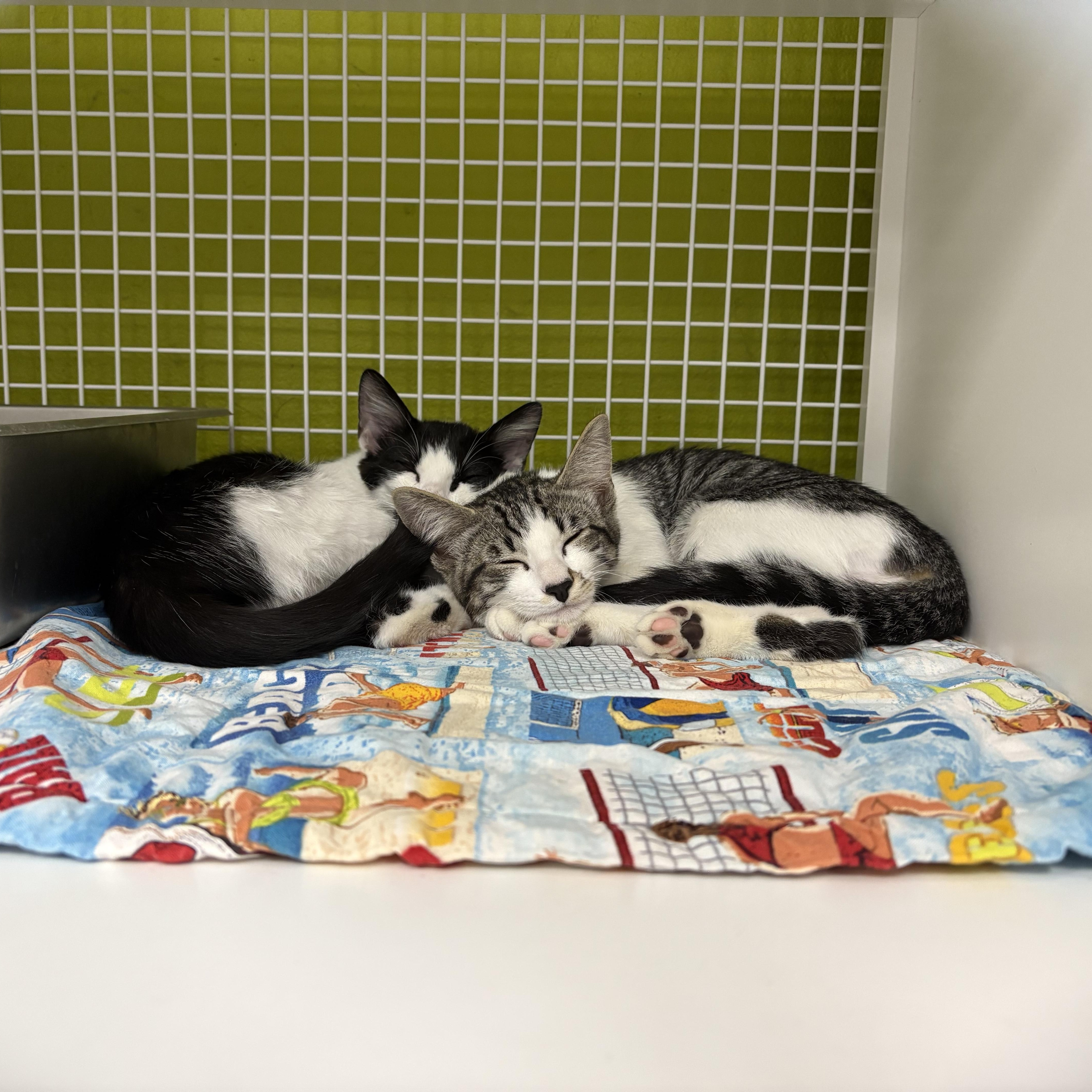 Bisque & Gazpacho - Bonded Siblings, a ADOPTABLE Domestic Short Hair in La Canada, CA image 1/5