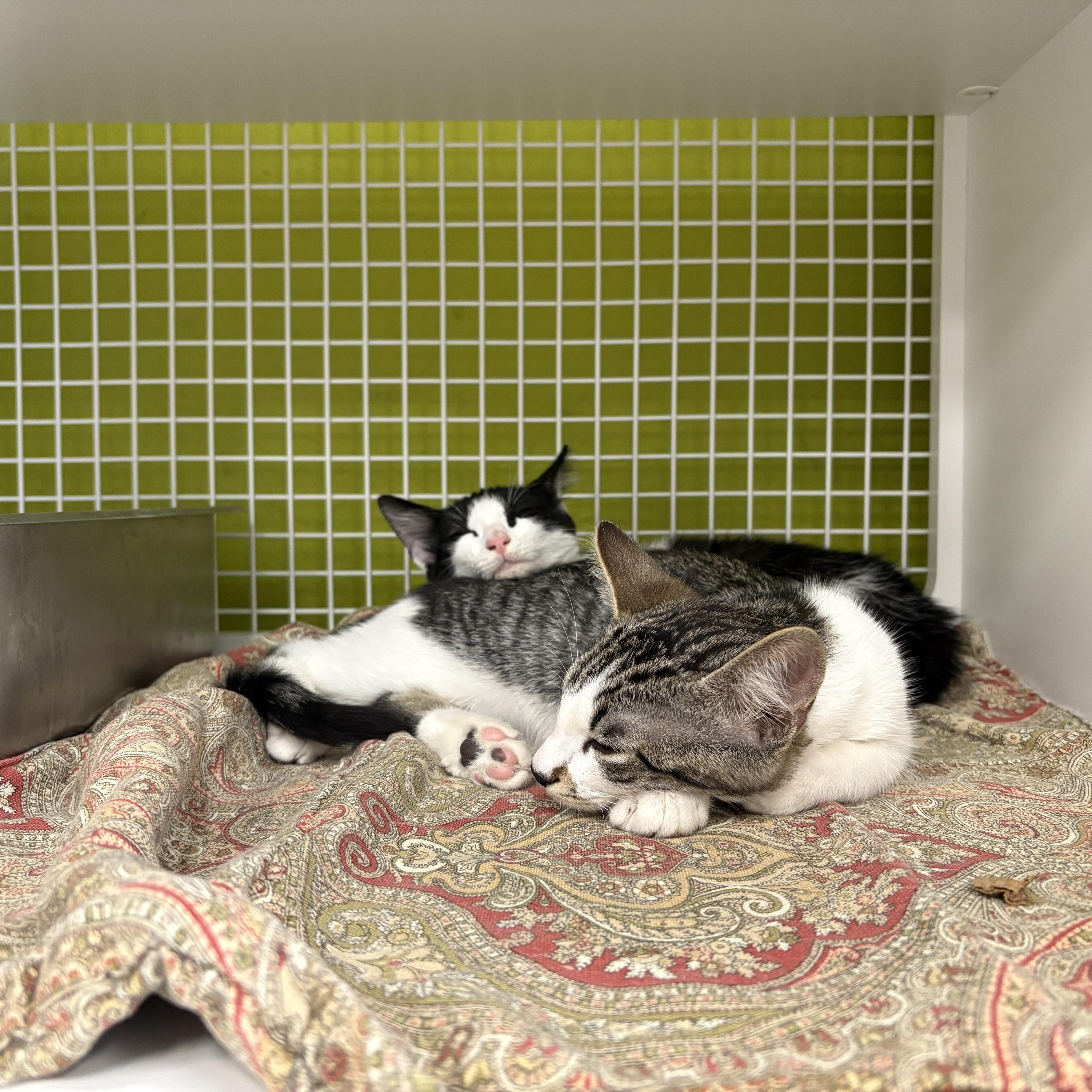 Bisque & Gazpacho - Bonded Pair, ADOPTABLE, Kitten Female Domestic Short Hair.