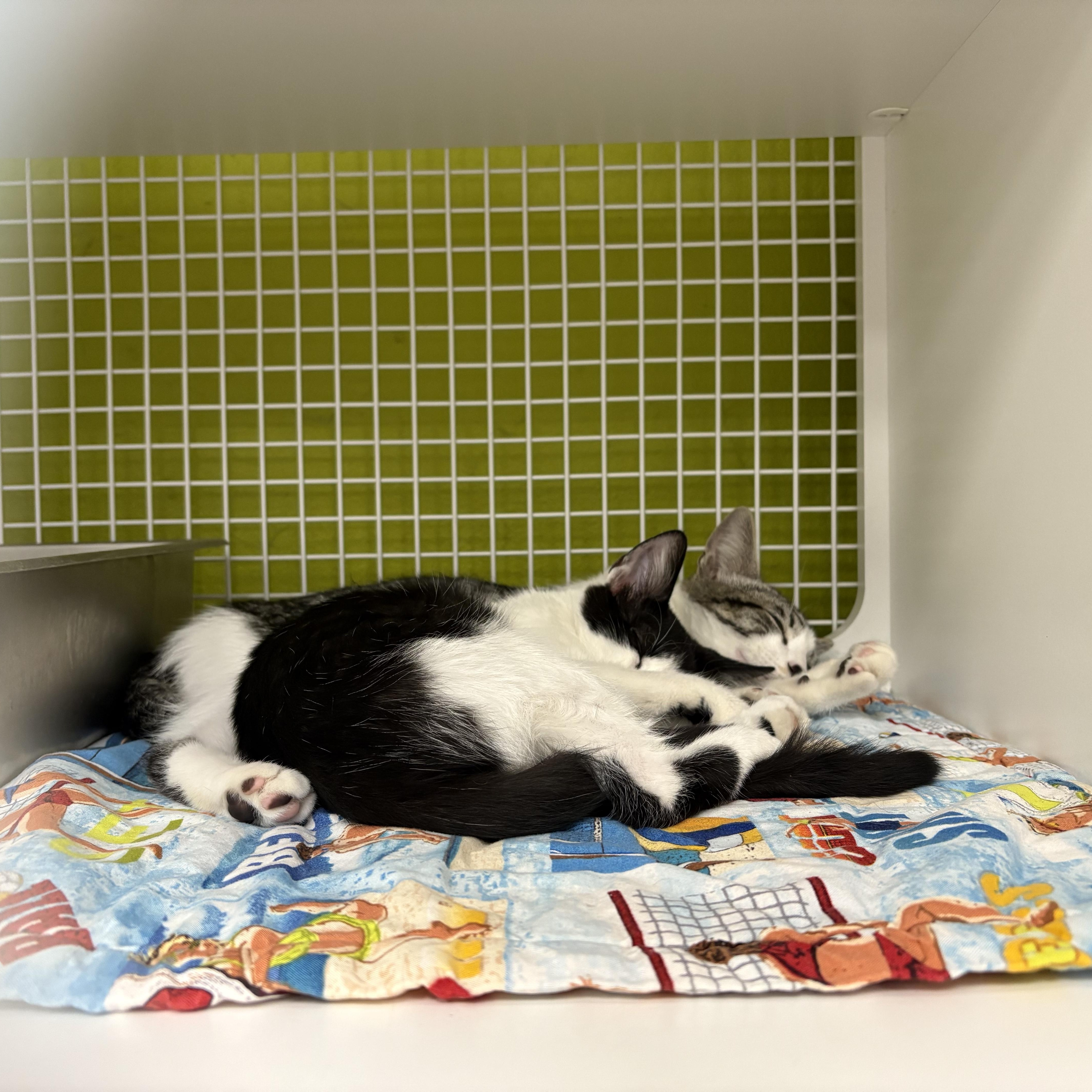 Bisque & Gazpacho - Bonded Siblings, a ADOPTABLE Domestic Short Hair in La Canada, CA image 3/5