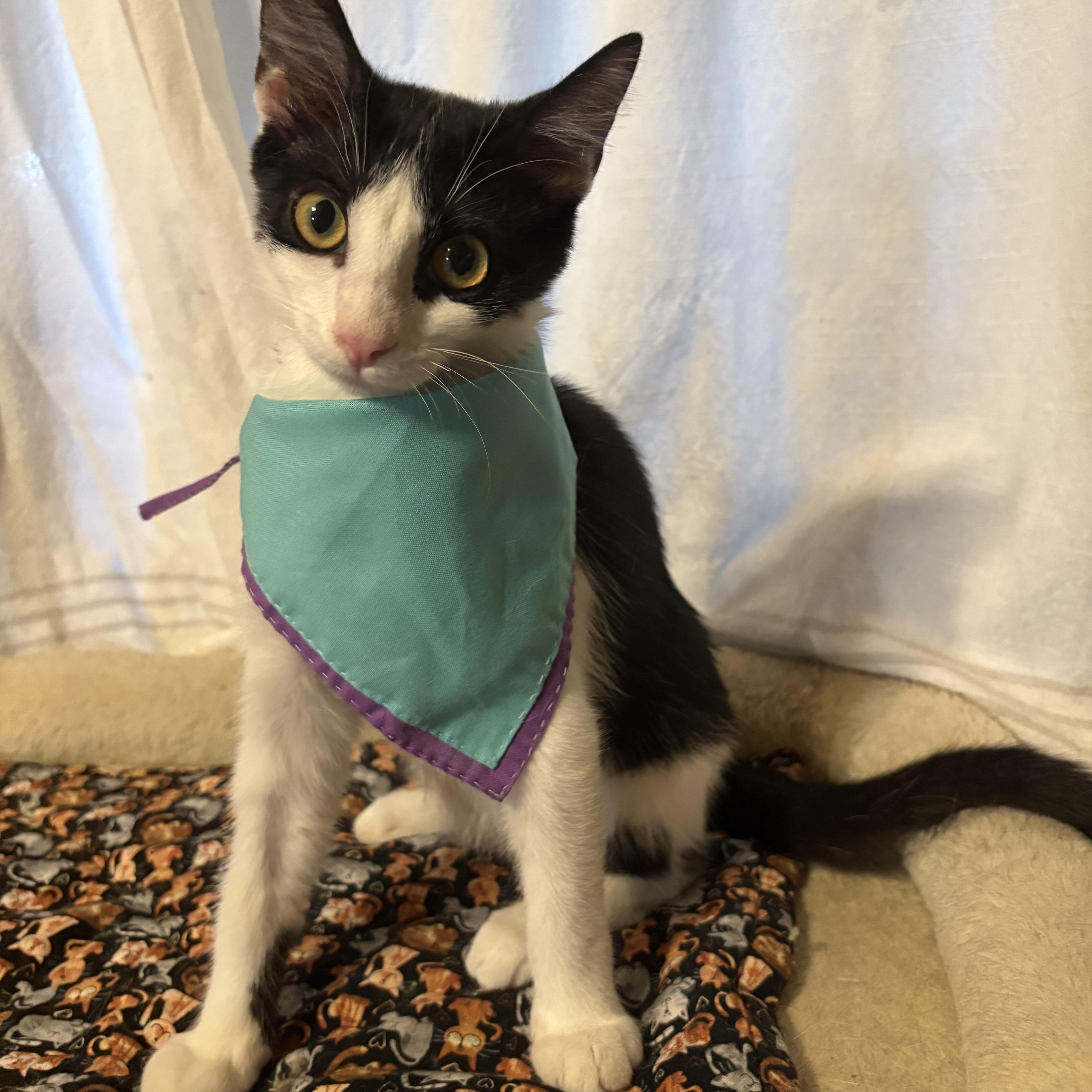 Bisque & Gazpacho - Bonded Siblings, a ADOPTABLE Domestic Short Hair in La Canada, CA image 4/6