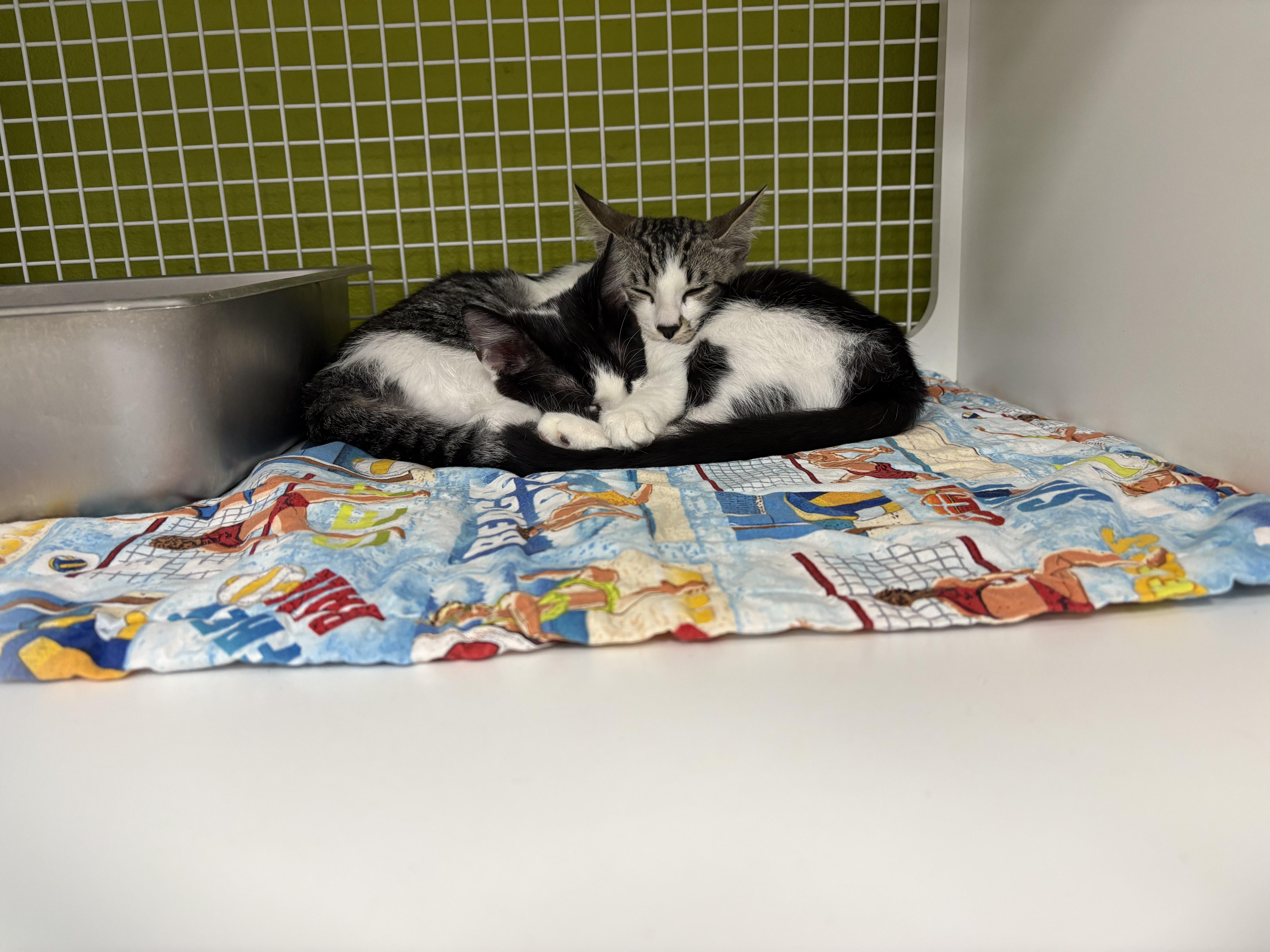 Bisque & Gazpacho - Bonded Siblings, a ADOPTABLE Domestic Short Hair in La Canada, CA image 2/5