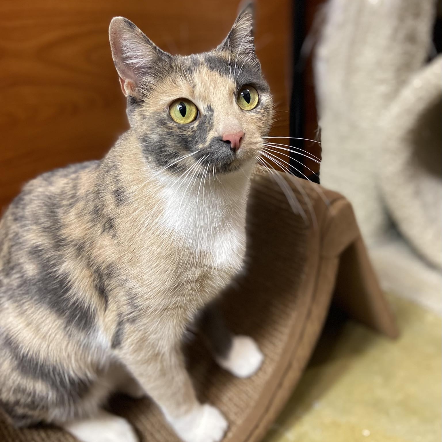 Enlarge Angelea, an adopted Dilute Calico in Memphis, TN image 2/4