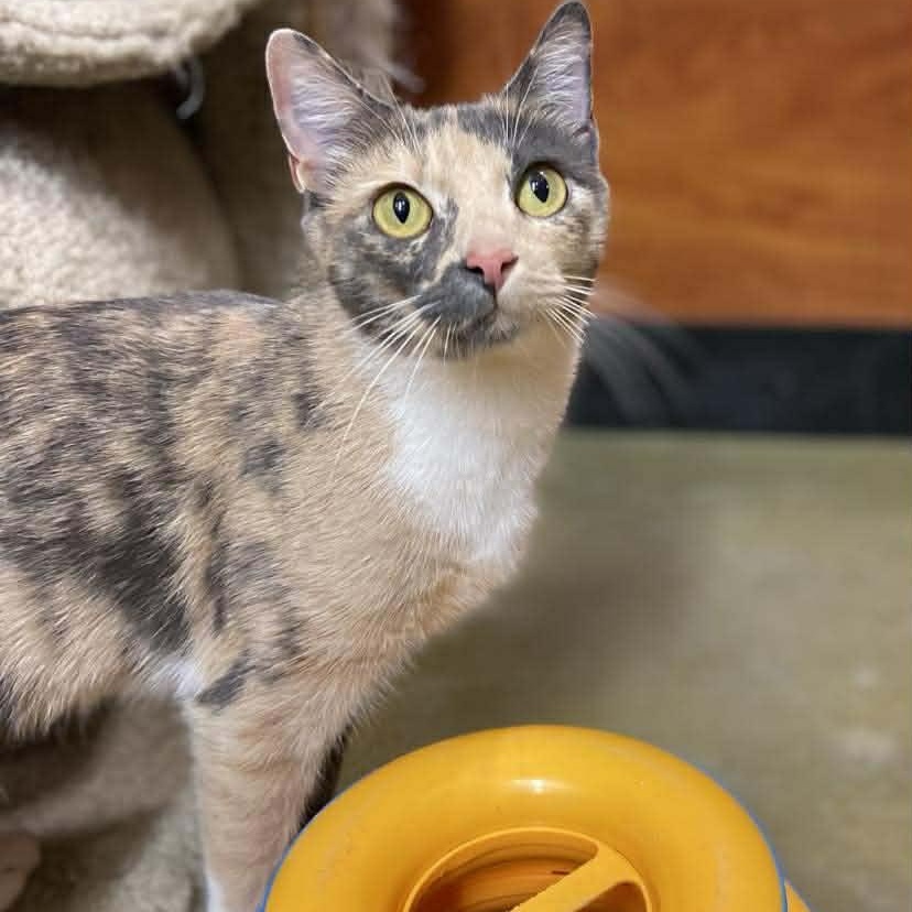 Enlarge Angelea, an adopted Dilute Calico in Memphis, TN image 3/4