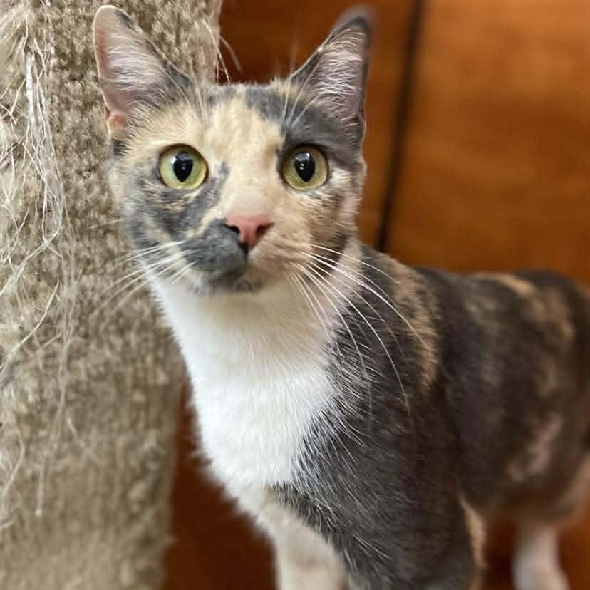 Enlarge Angelea, an adopted Dilute Calico in Memphis, TN image 4/4