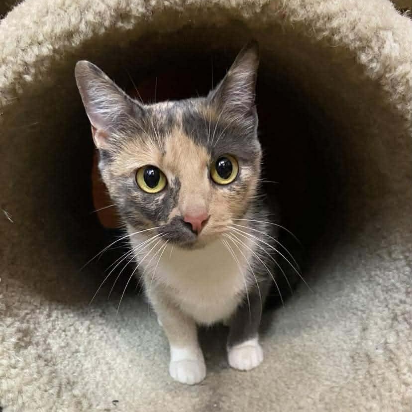 Angelea, adopted, Young Female Dilute Calico.