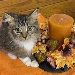 Charlie - soft as a bunny, he'll snuggle right into your arms