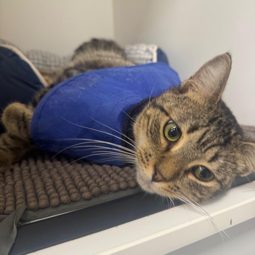 Twinklefur, Adoptable, Adult Male Domestic Short Hair.