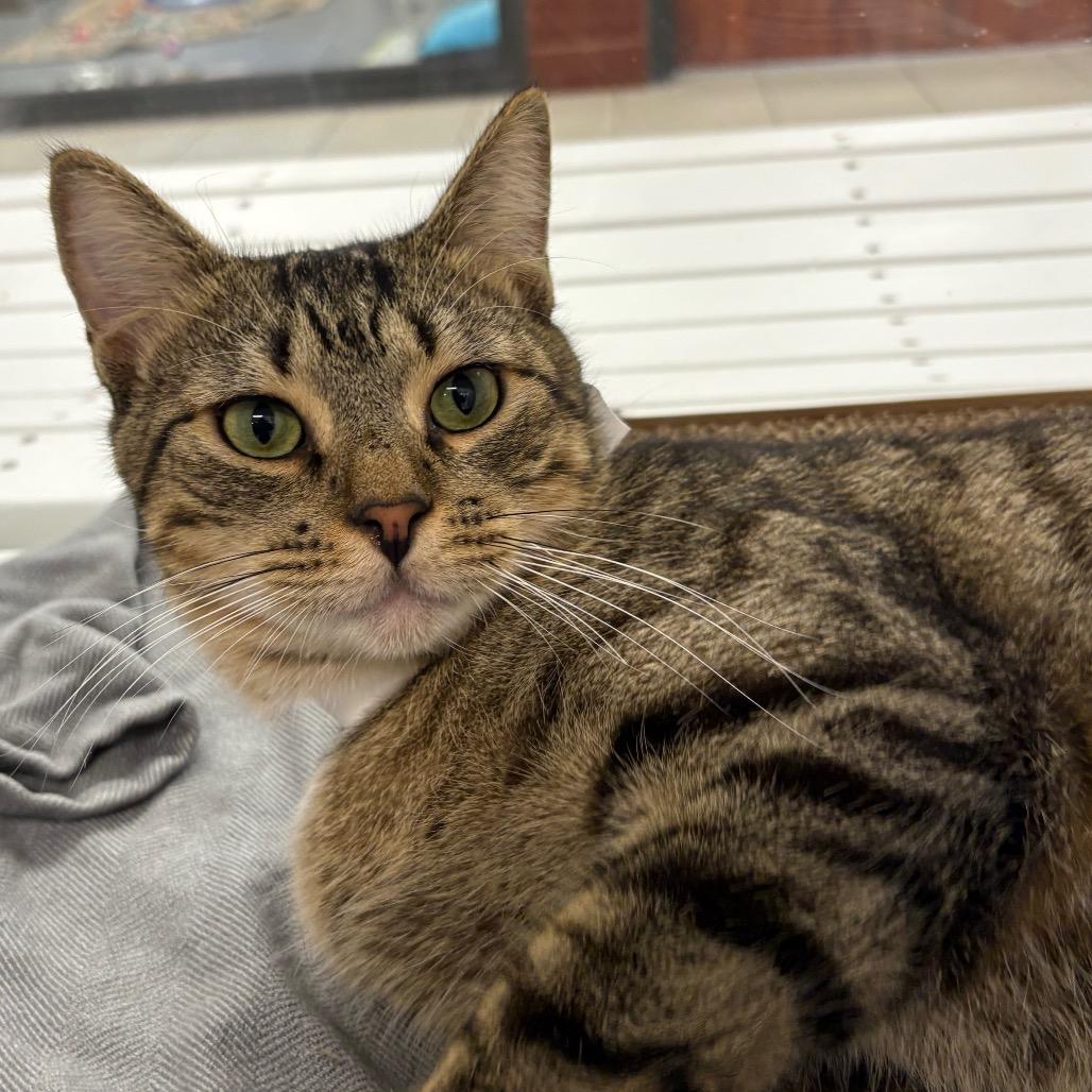 Enlarge Twinklefur, a Adoptable Domestic Short Hair in West Palm Beach, FL image 2/3