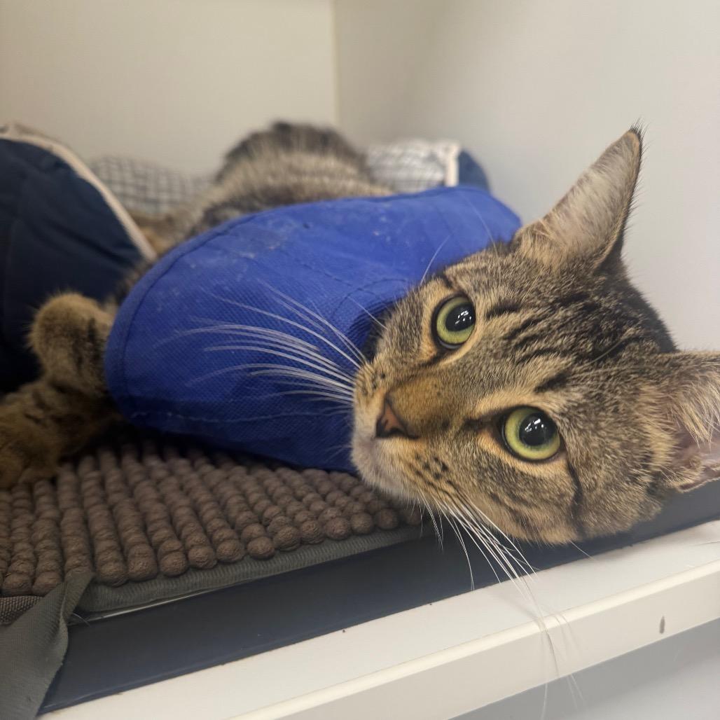 Enlarge Twinklefur, a Adoptable Domestic Short Hair in West Palm Beach, FL image 3/3