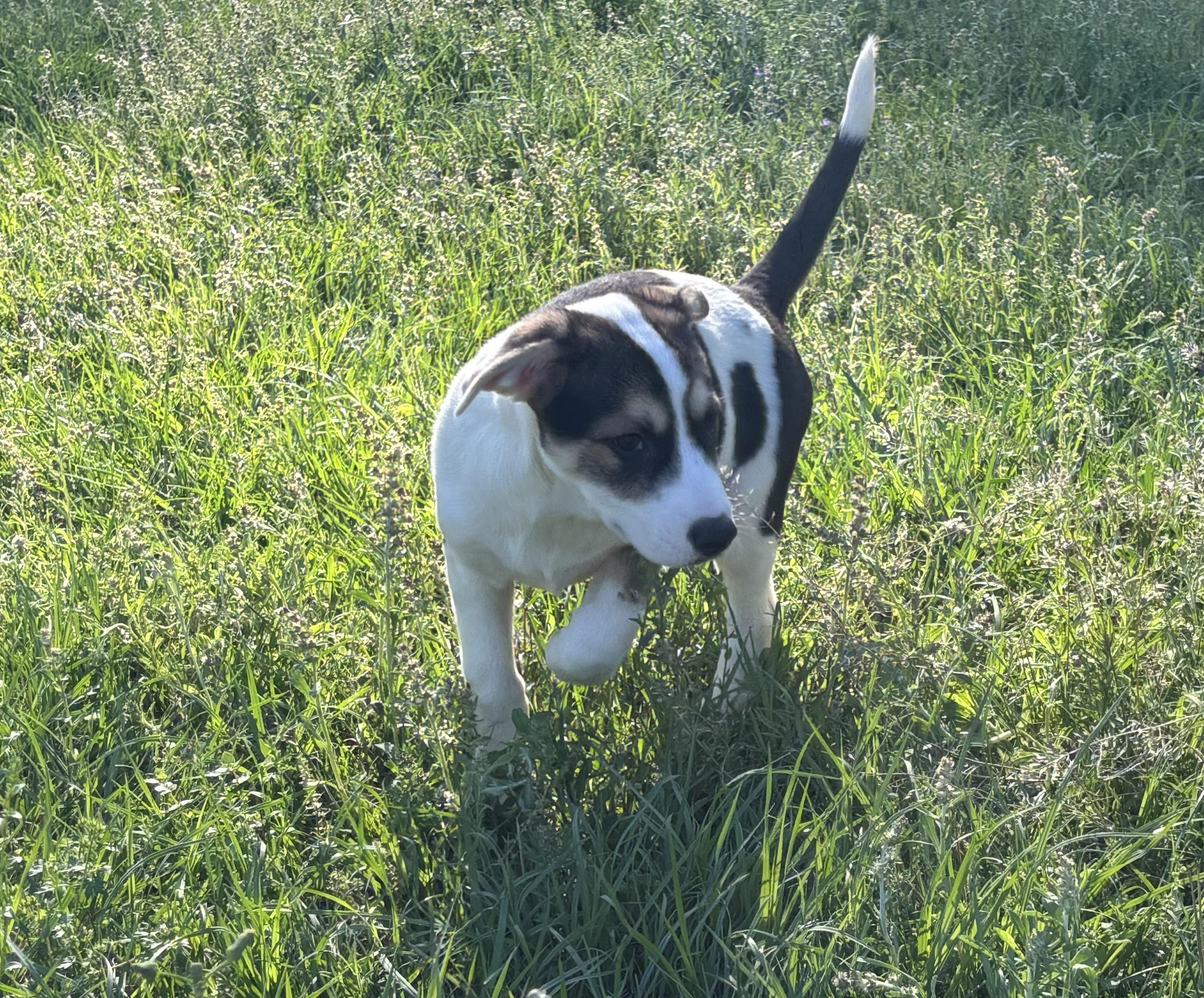 Enlarge Cocoa, a Adoptable mixed breed in Coldspring, TX image 1/6