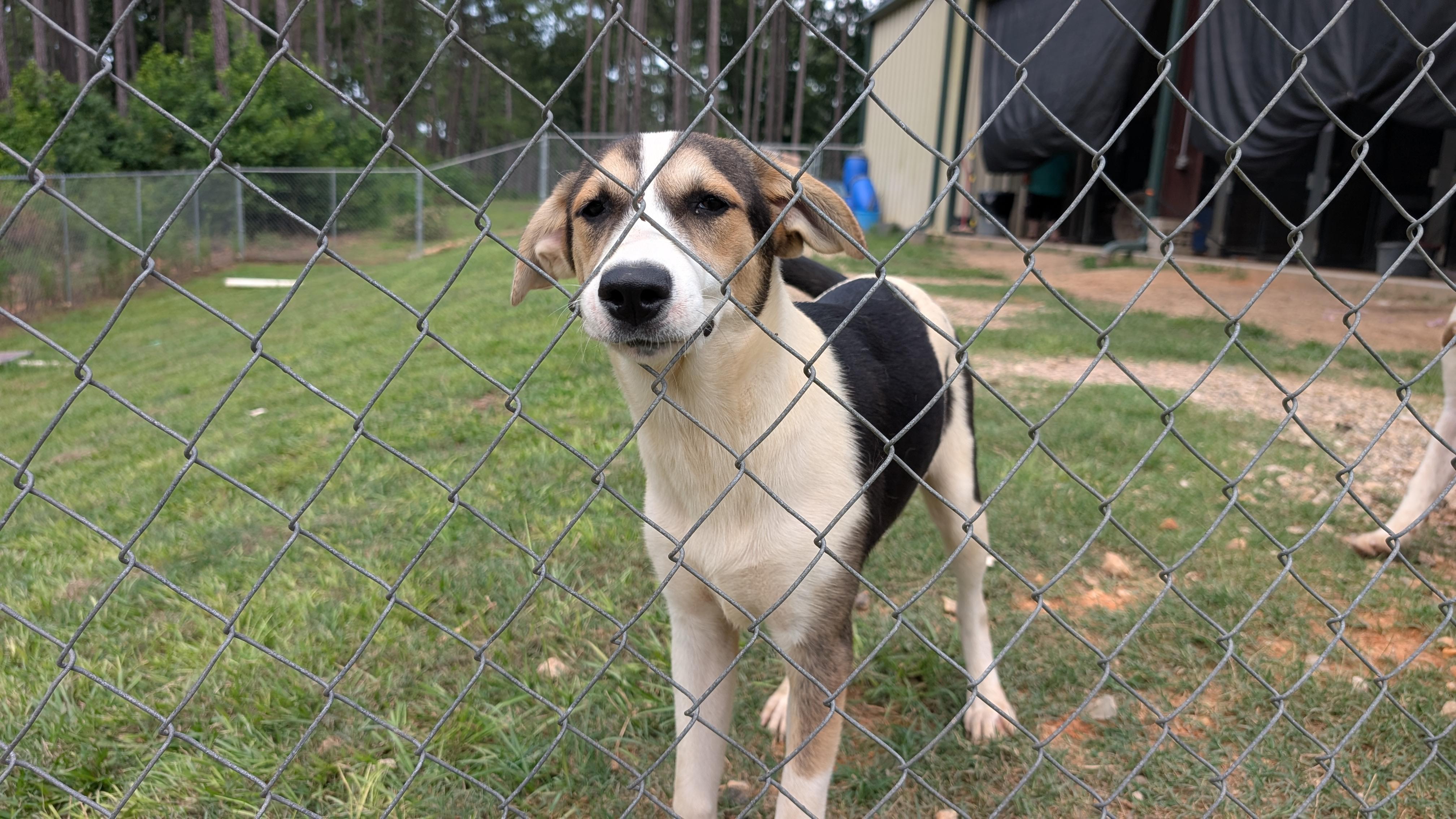 Enlarge Cocoa, a Adoptable mixed breed in Coldspring, TX image 2/6
