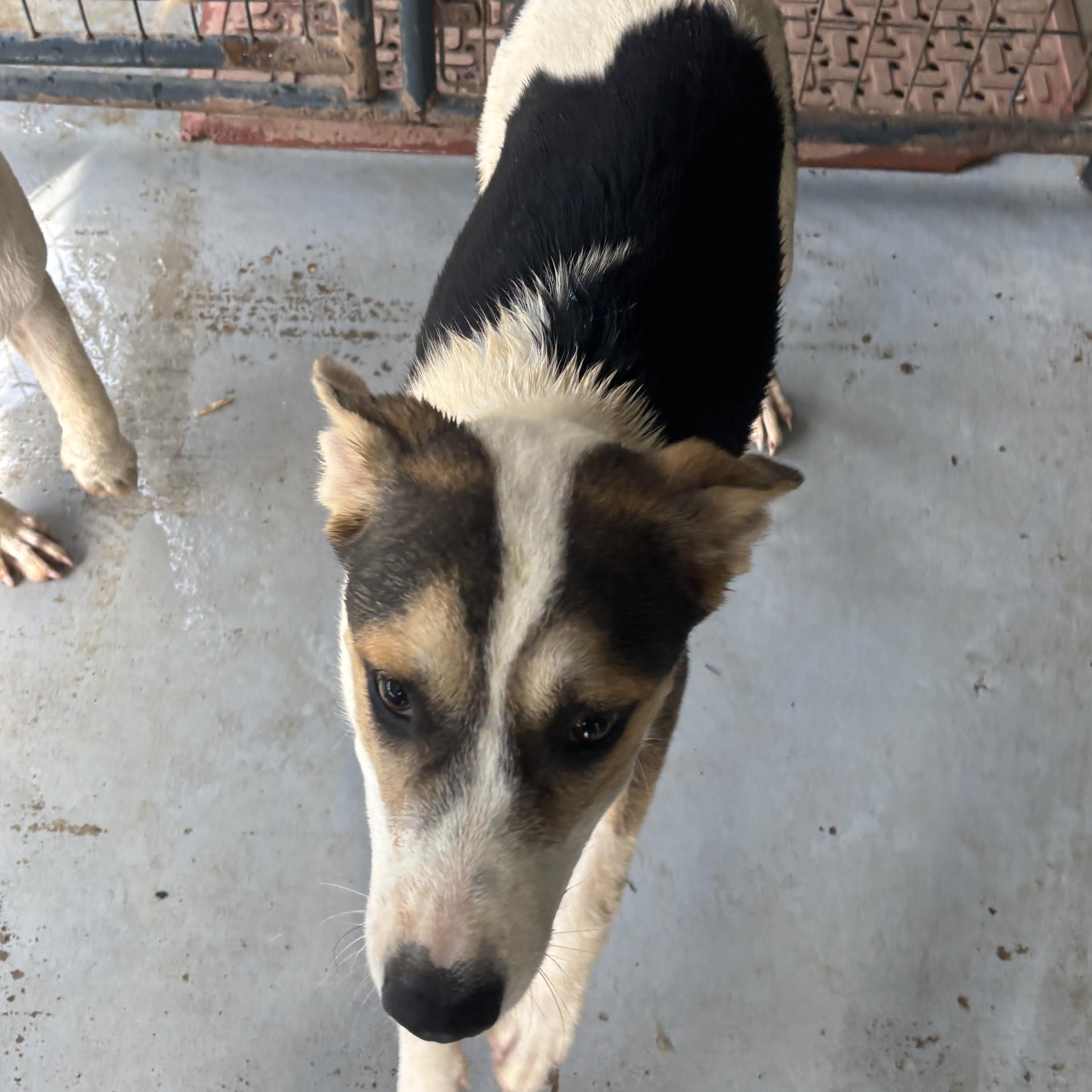 Enlarge Cocoa, a Adoptable mixed breed in Coldspring, TX image 3/6