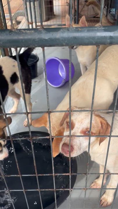 Enlarge Cocoa, a Adoptable mixed breed in Coldspring, TX video 5/6