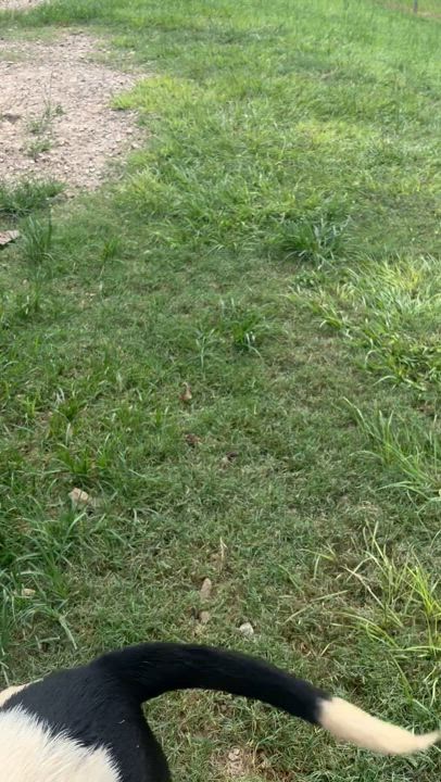 Enlarge Cocoa, a Adoptable mixed breed in Coldspring, TX video 6/6