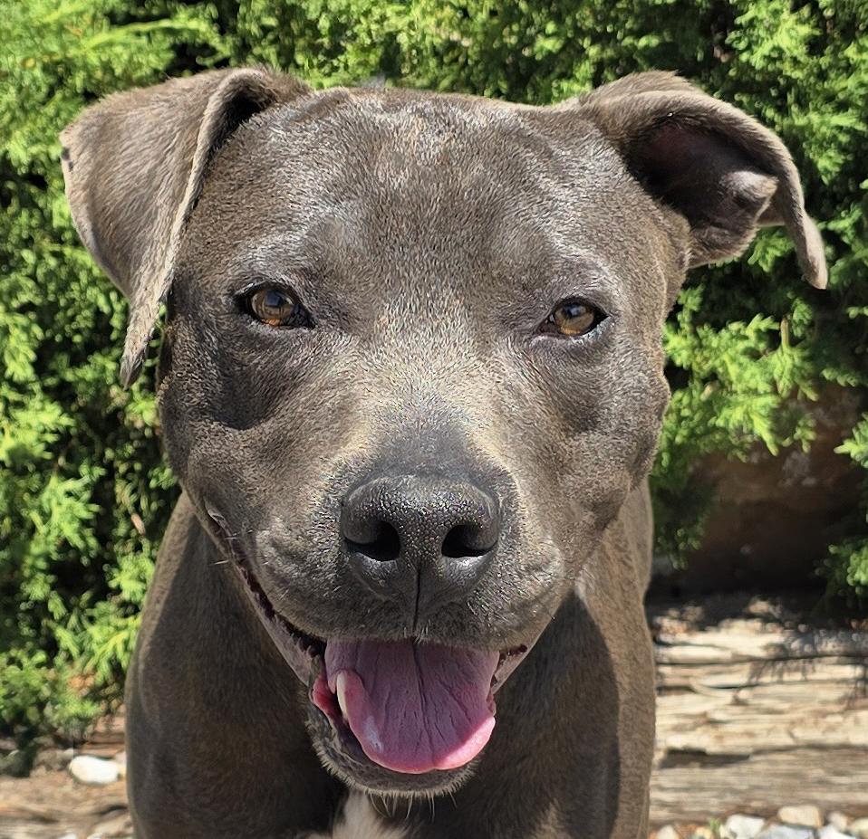 Magnificent Mr Murrano - ROCK STAR, Adoptable, Young Male American Staffordshire Terrier.