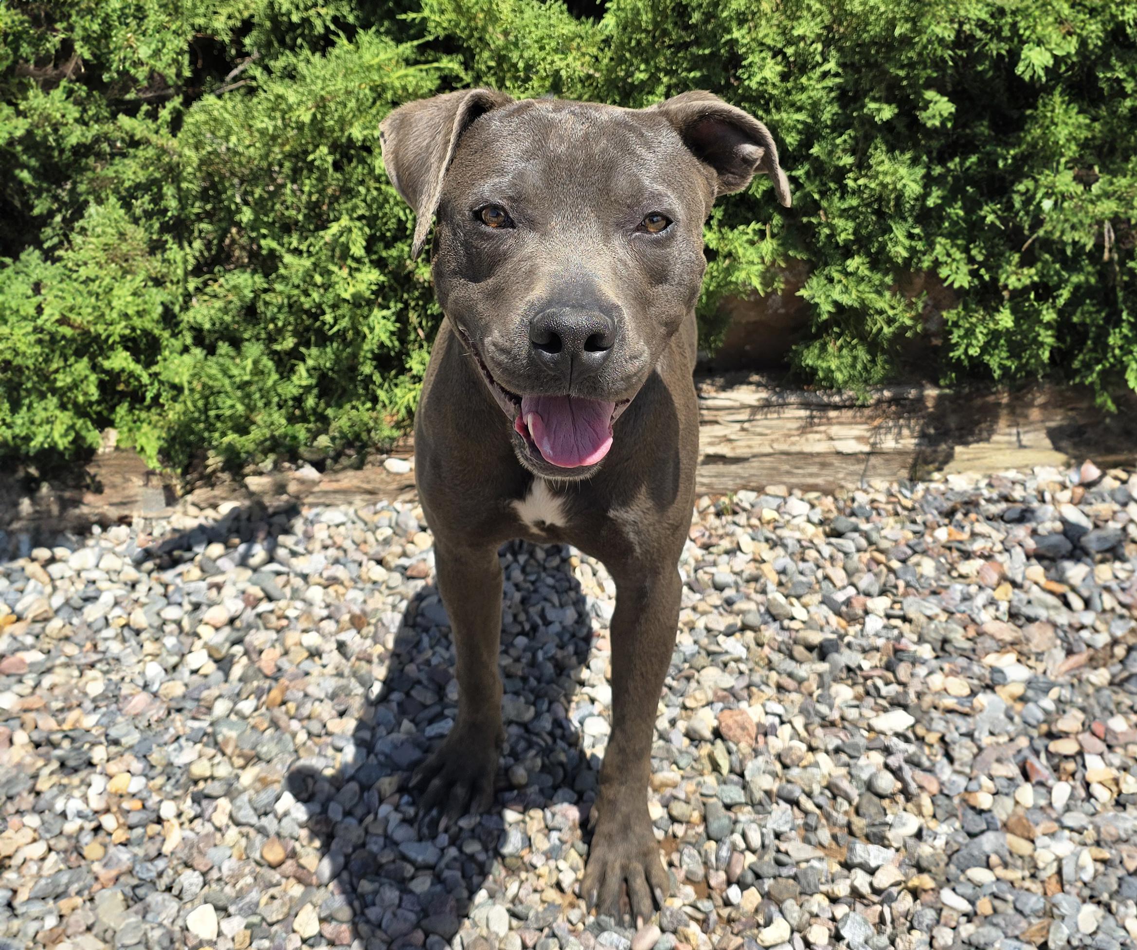 Magnificent Mr Murrano - ROCK STAR, a Adoptable American Staffordshire Terrier in Albuquerque, NM image 2/2