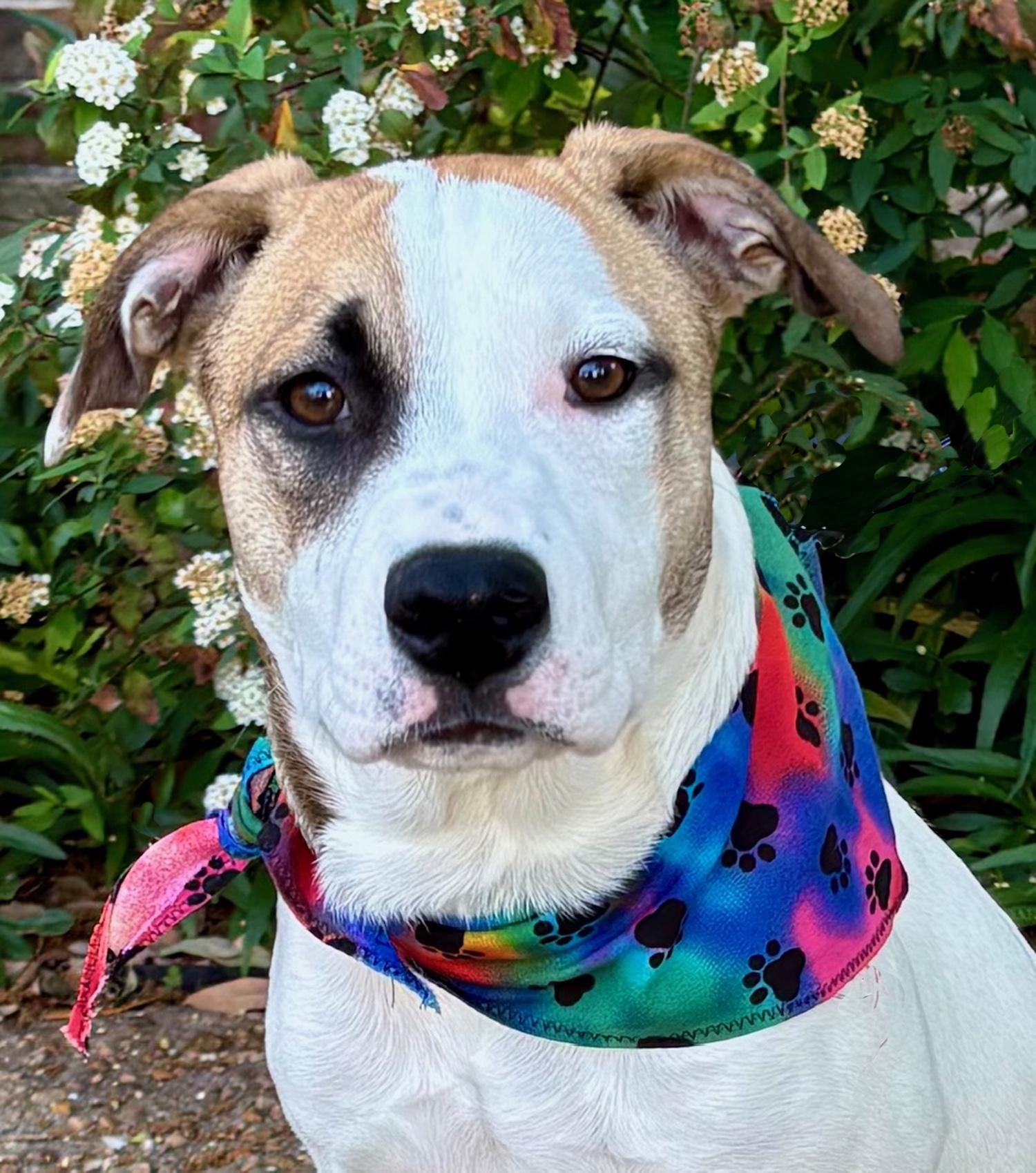 GINNY - WHAT A DOLL - SEE VIDEO!, a Adoptable mixed breed in Roanoke, VA image 3/6