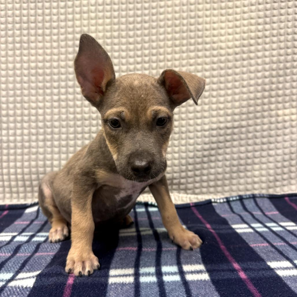Tuckeroo, Adoptable, Puppy Male Terrier & Mixed Breed.