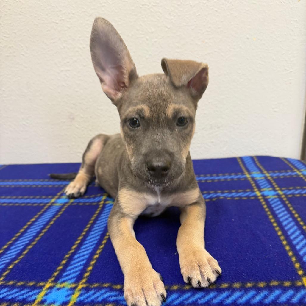 Tuckeroo, a Adoptable mixed breed in Bryan, TX image 2/5