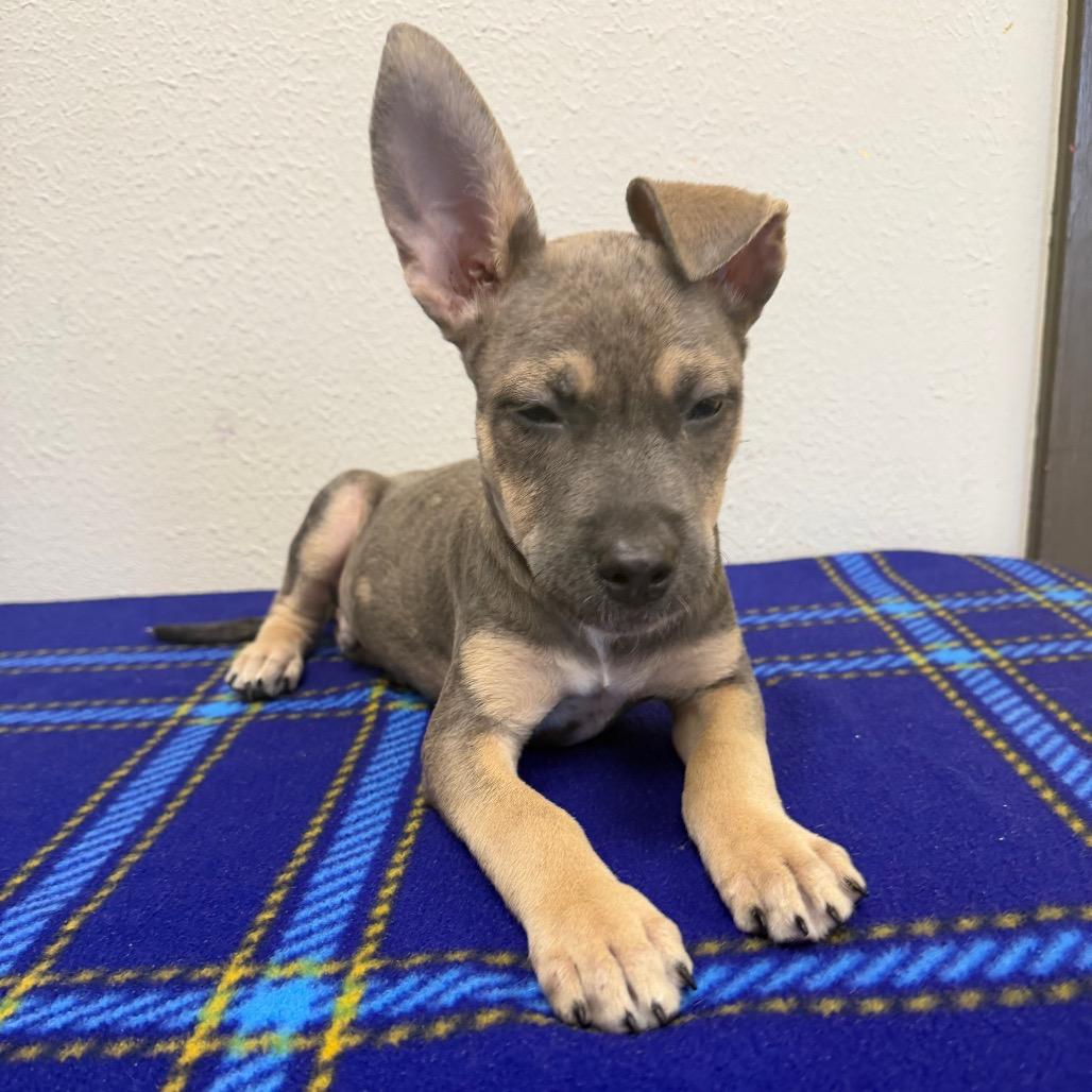 Tuckeroo, a Adoptable mixed breed in Bryan, TX image 3/5