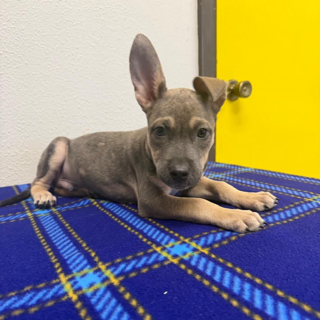 Tuckeroo, a Adoptable mixed breed in Bryan, TX image 4/5