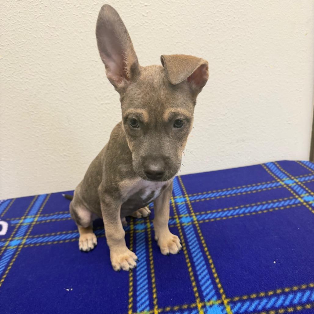 Tuckeroo, a Adoptable mixed breed in Bryan, TX image 5/5