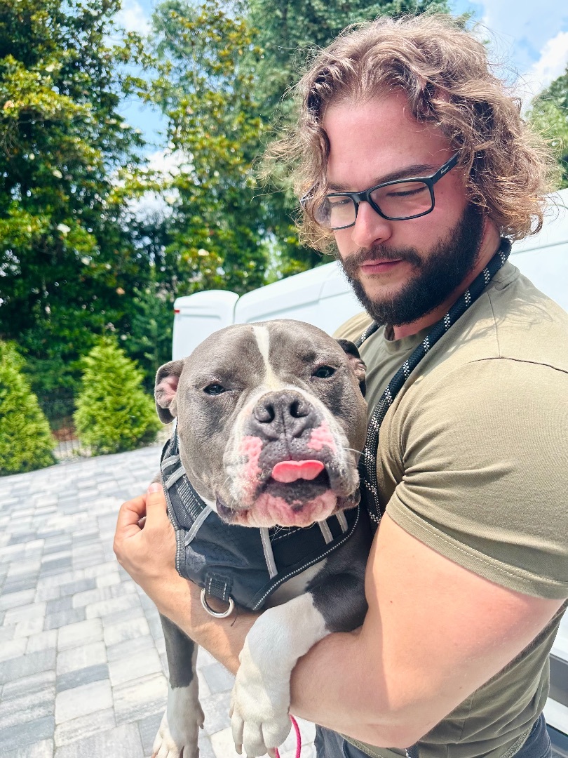 Lena, a Adopted American Staffordshire Terrier in Marietta, GA image 1/12