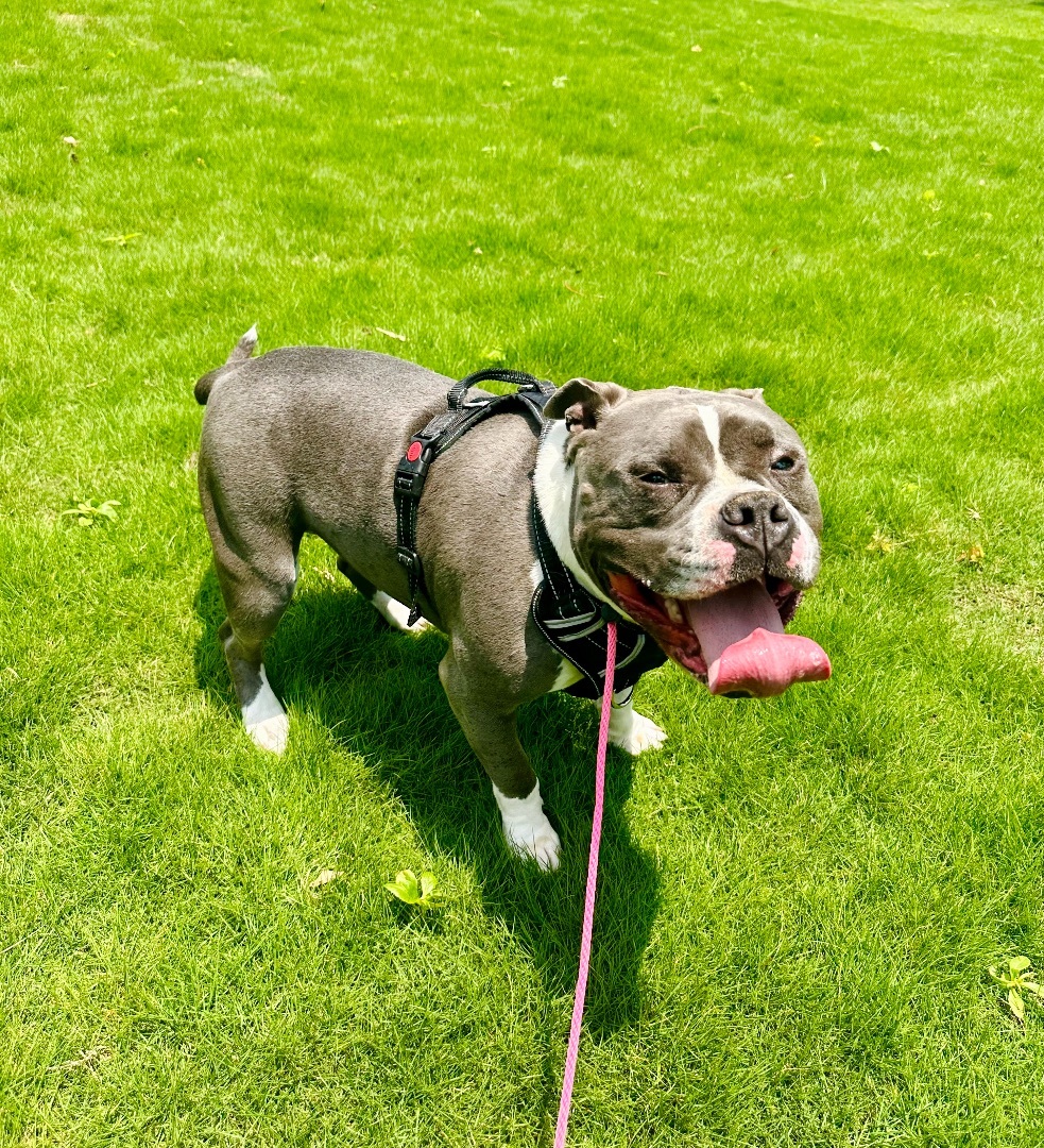 Lena, a Adopted American Staffordshire Terrier in Marietta, GA image 2/12