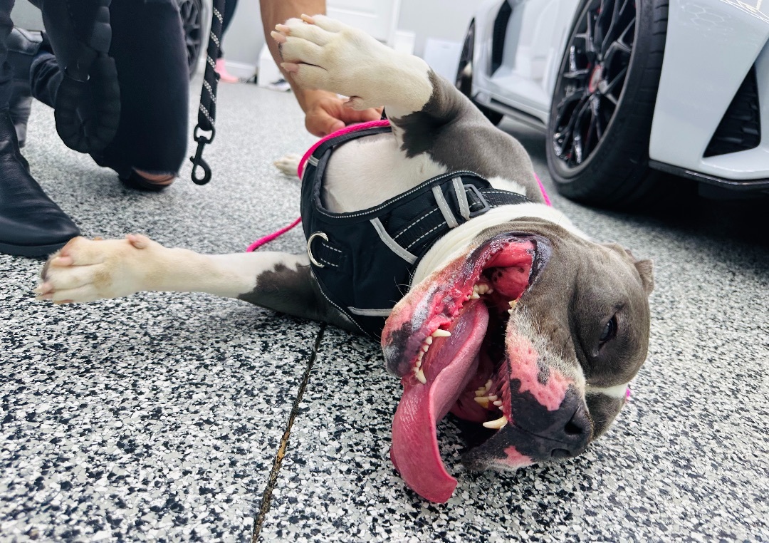 Lena, a Adopted American Staffordshire Terrier in Marietta, GA image 3/12