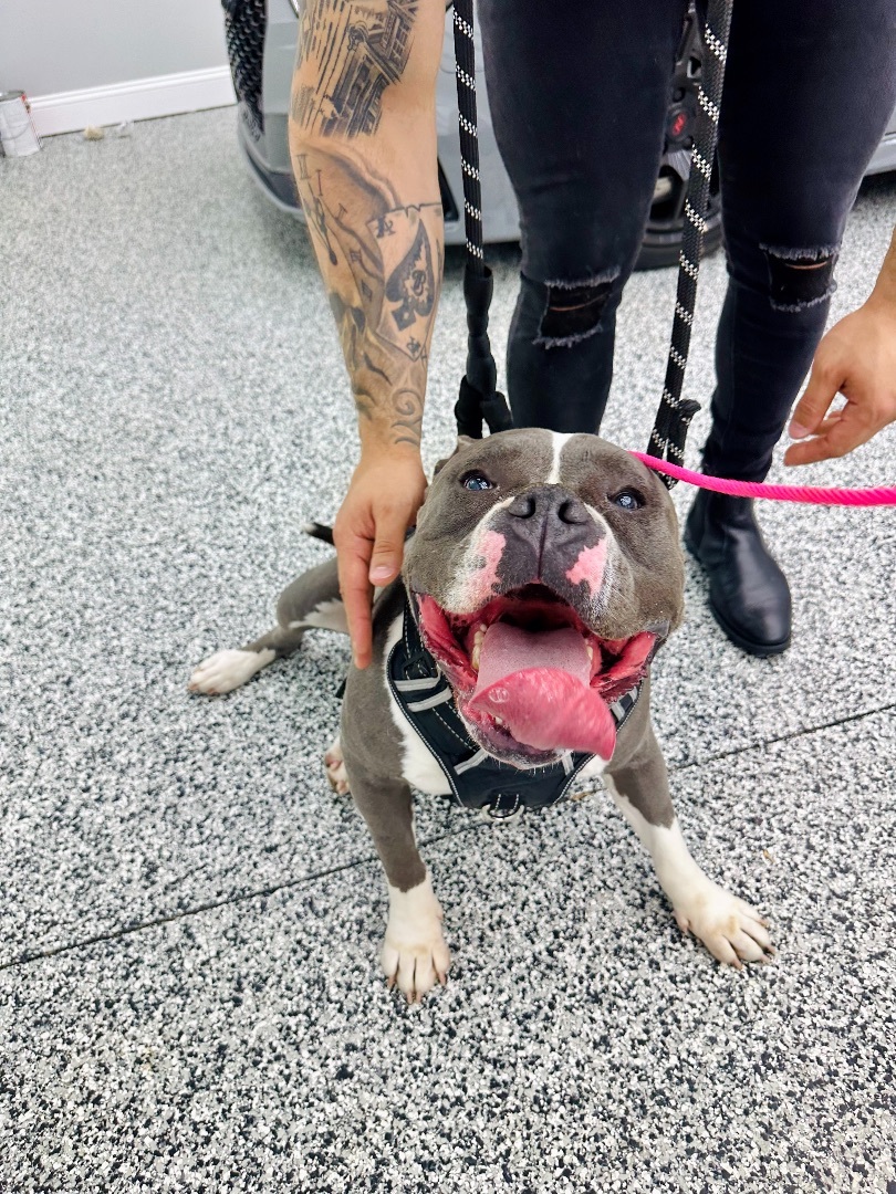 Lena, a Adopted American Staffordshire Terrier in Marietta, GA image 4/12