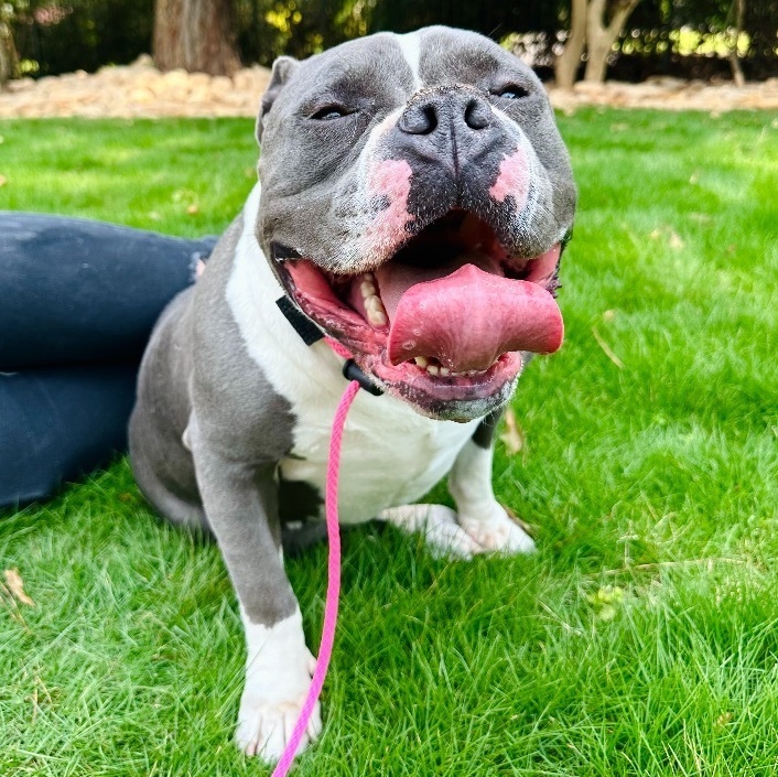 Lena, a Adopted American Staffordshire Terrier in Marietta, GA image 5/12