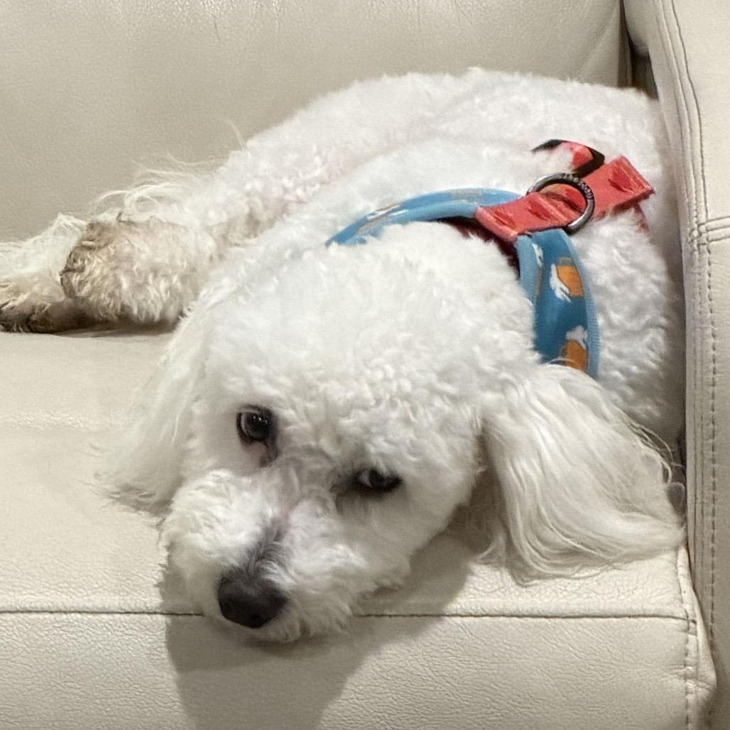 Enlarge Benji, a Adoptable Bichon Frise in Fond Du Lac, WI image 1/4