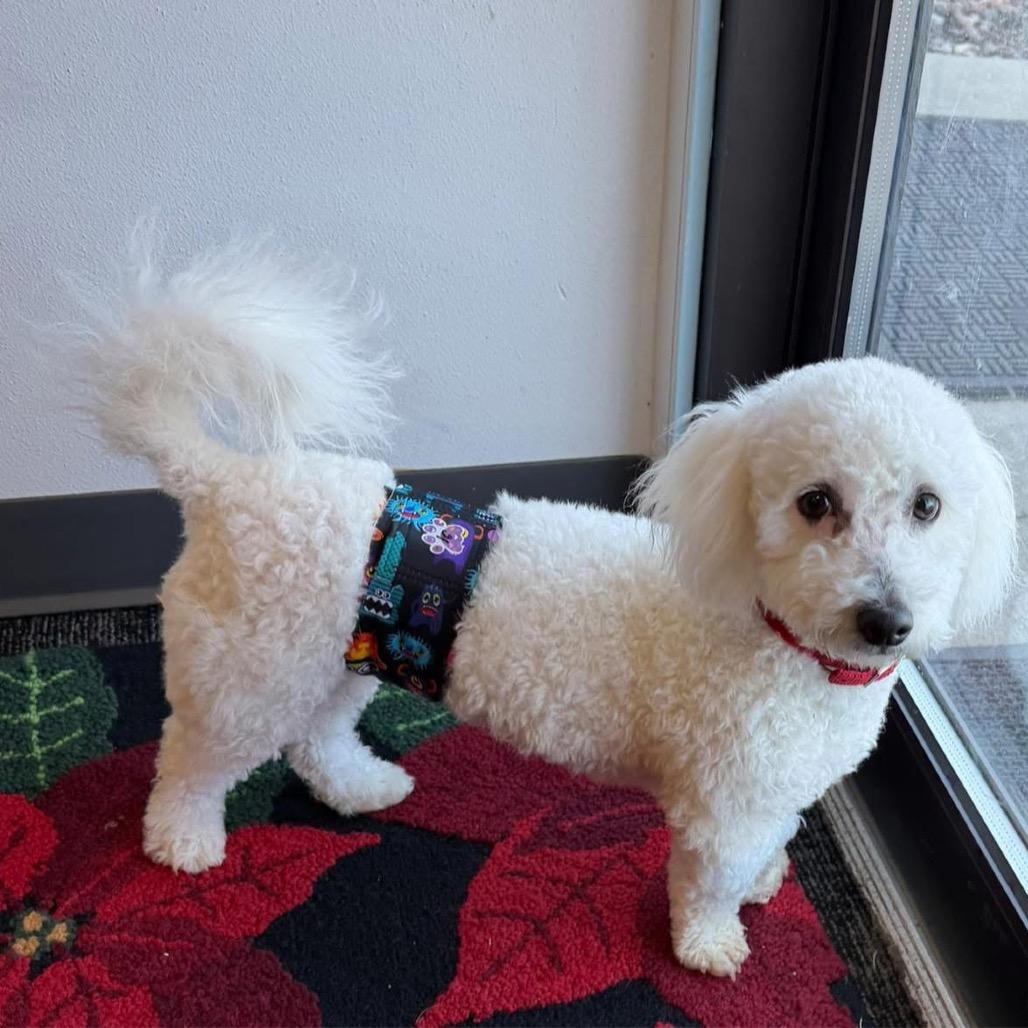 Enlarge Benji, a Adoptable Bichon Frise in Fond Du Lac, WI image 2/4